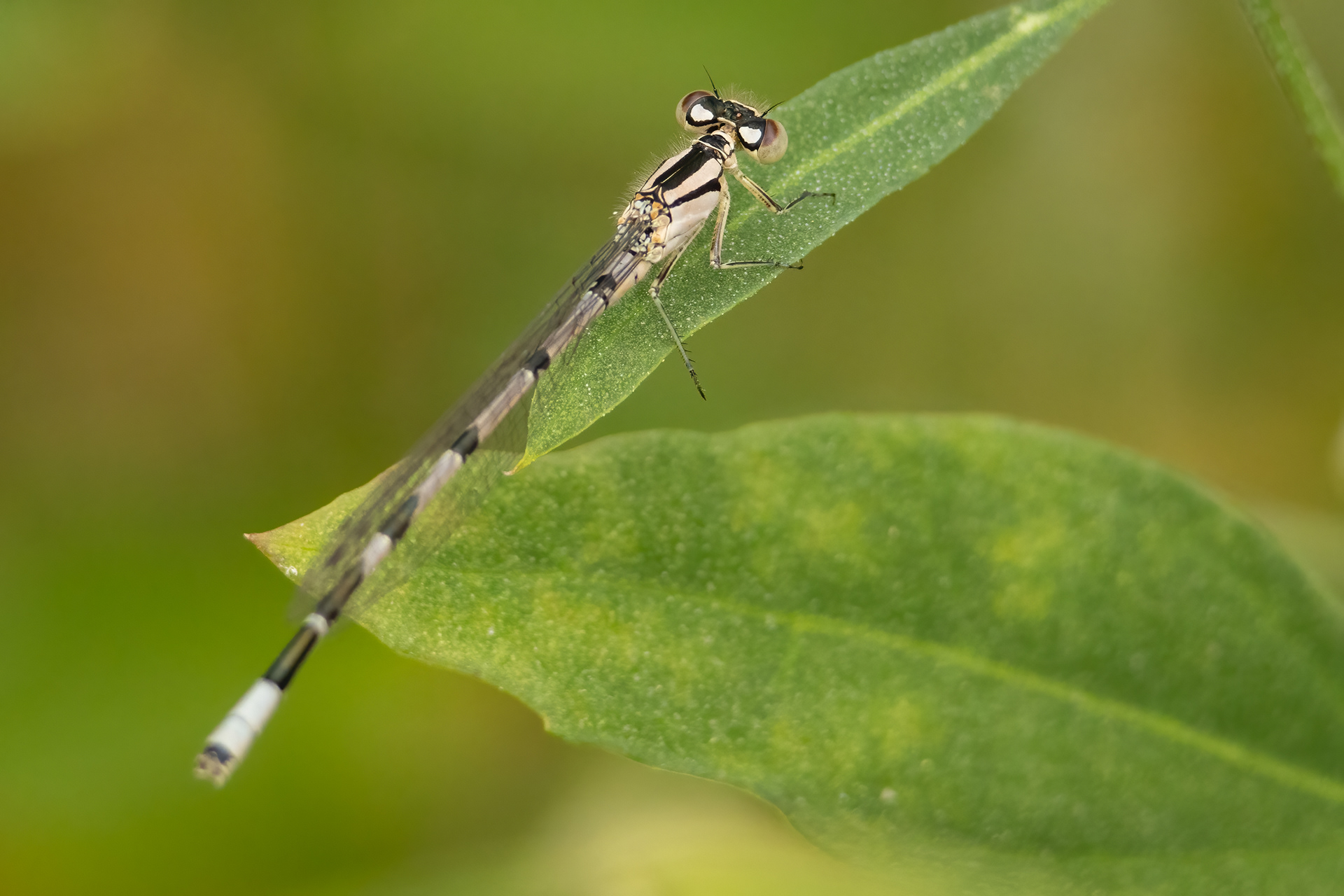 Common Blue Damselfly (female)