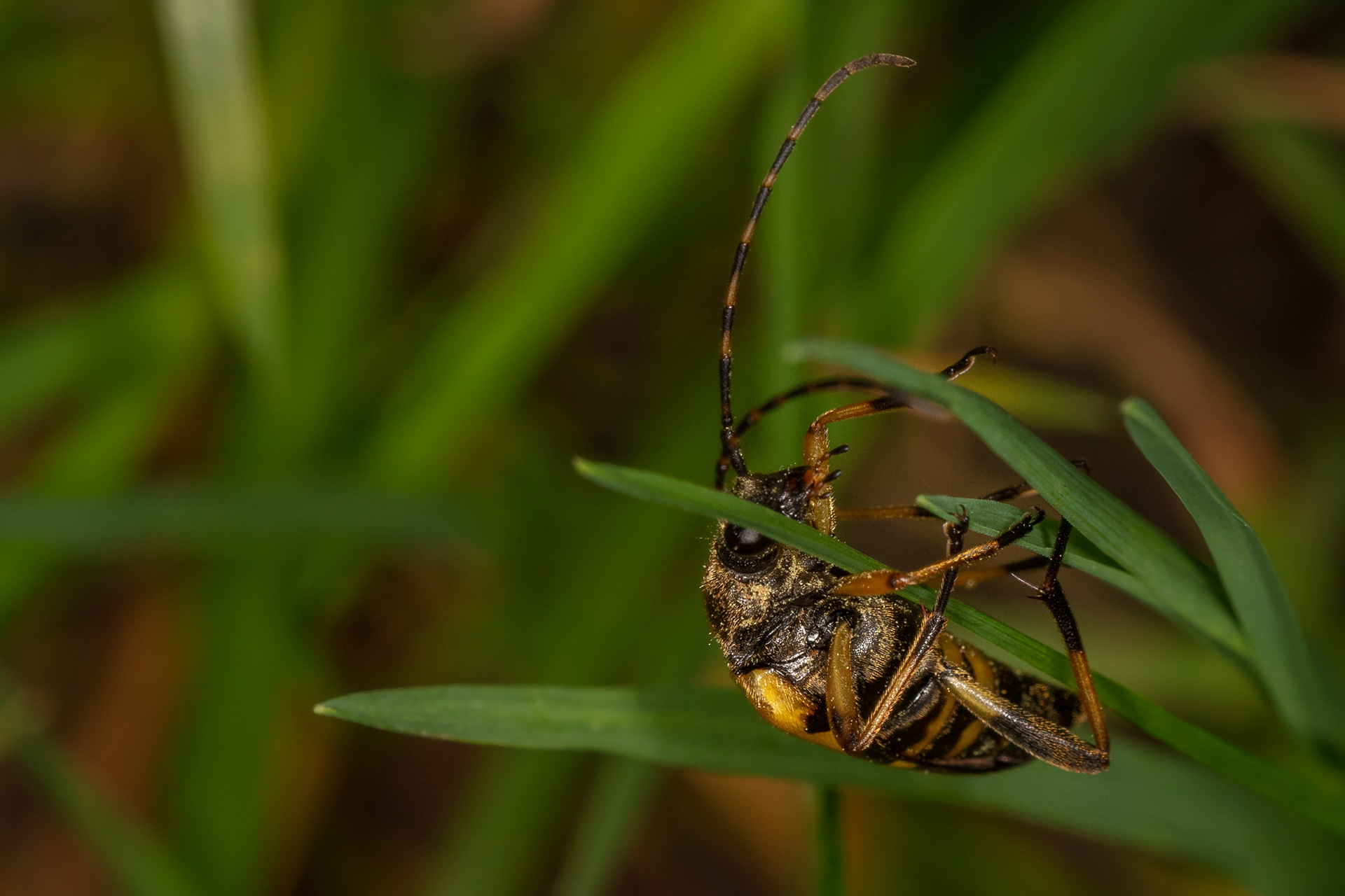 Spotted Longhorn Beetle
