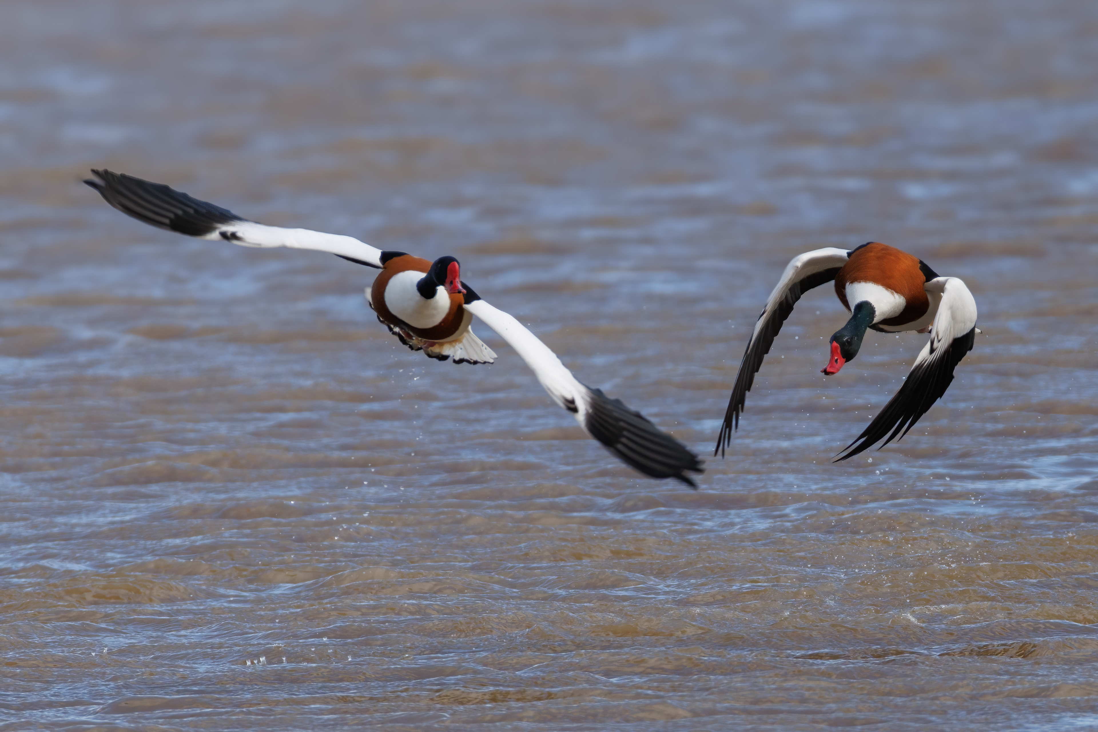 Shelducks