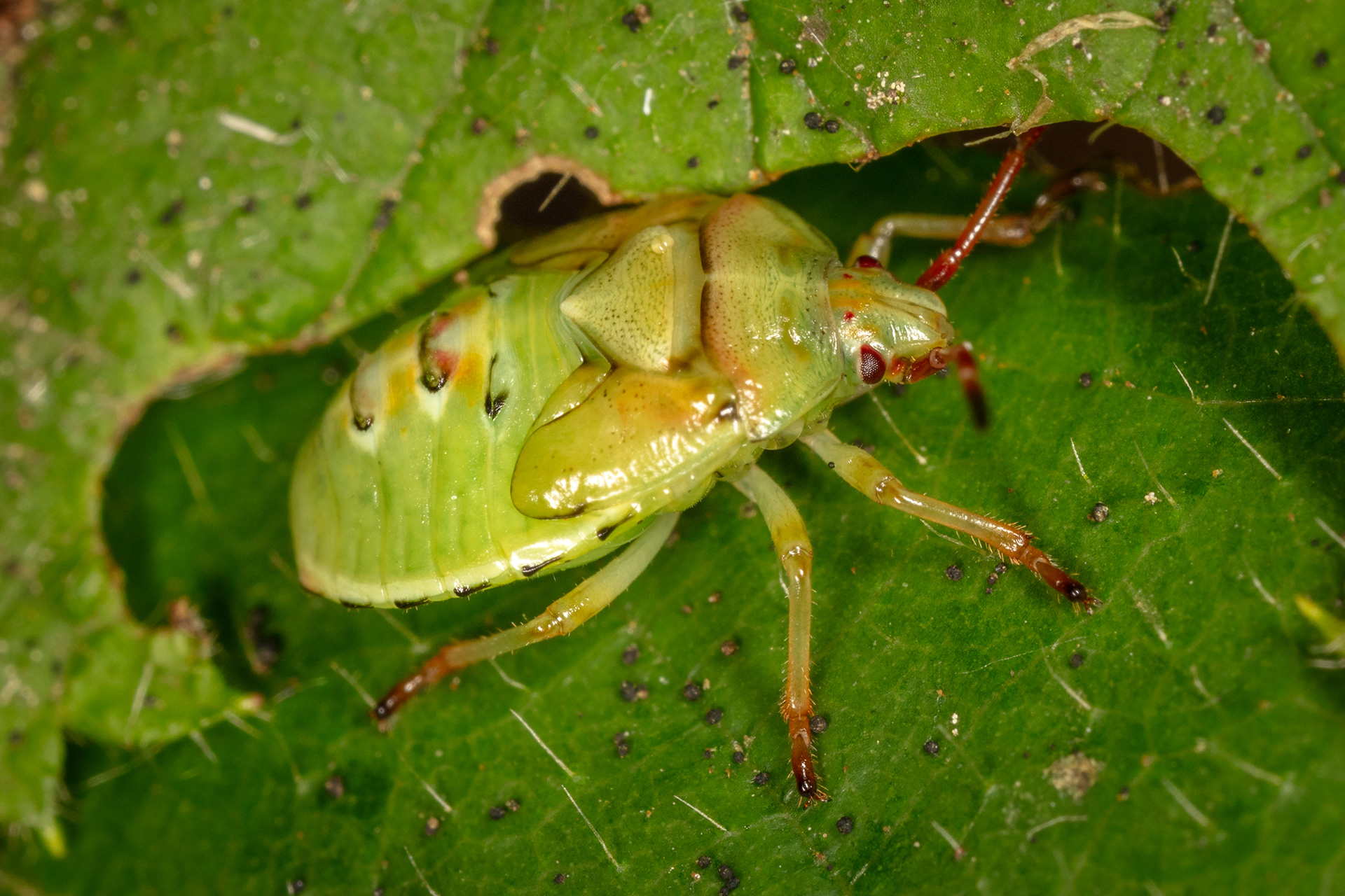 Birch Shieldbug (5th Instar)