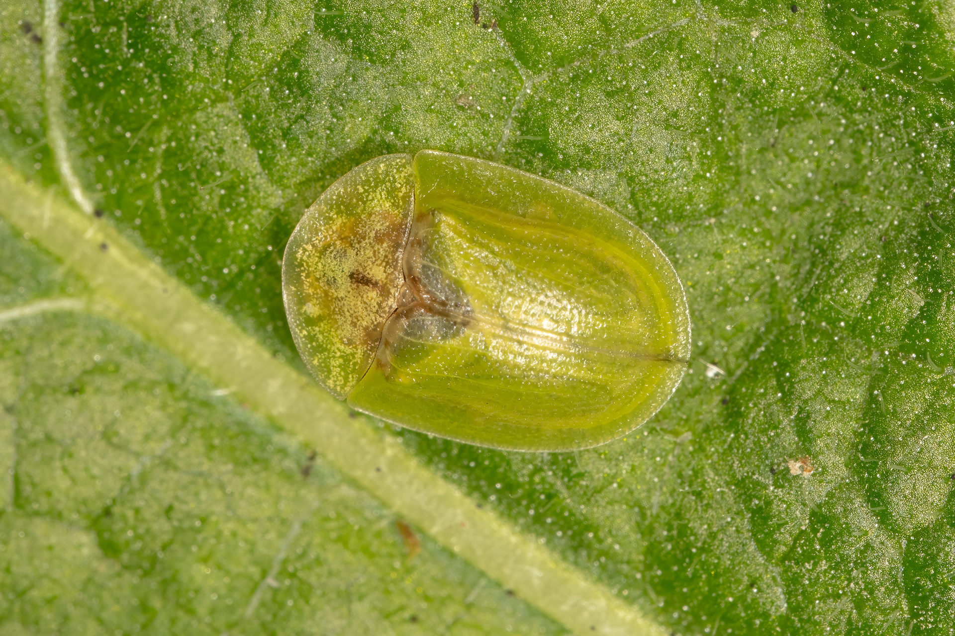 Thistle Tortoise Beetle