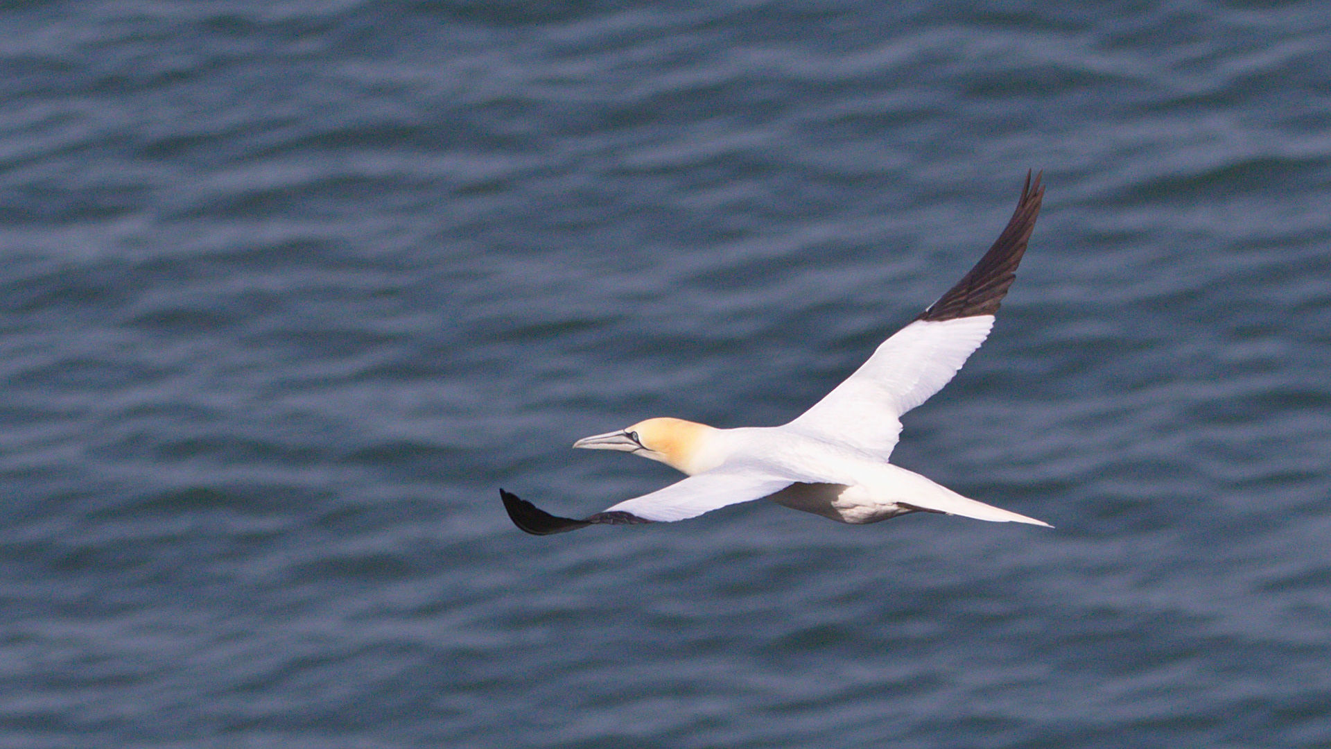 Gannet