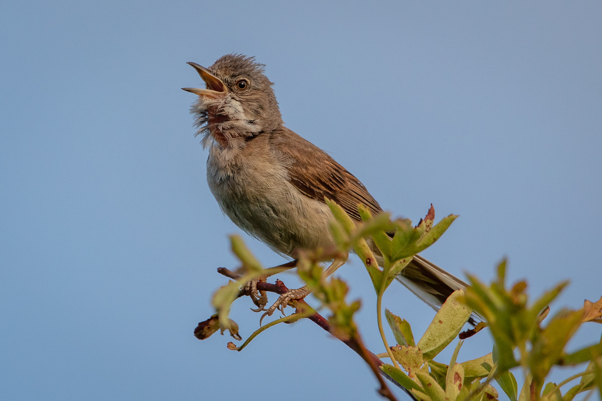 Common Whitethroat