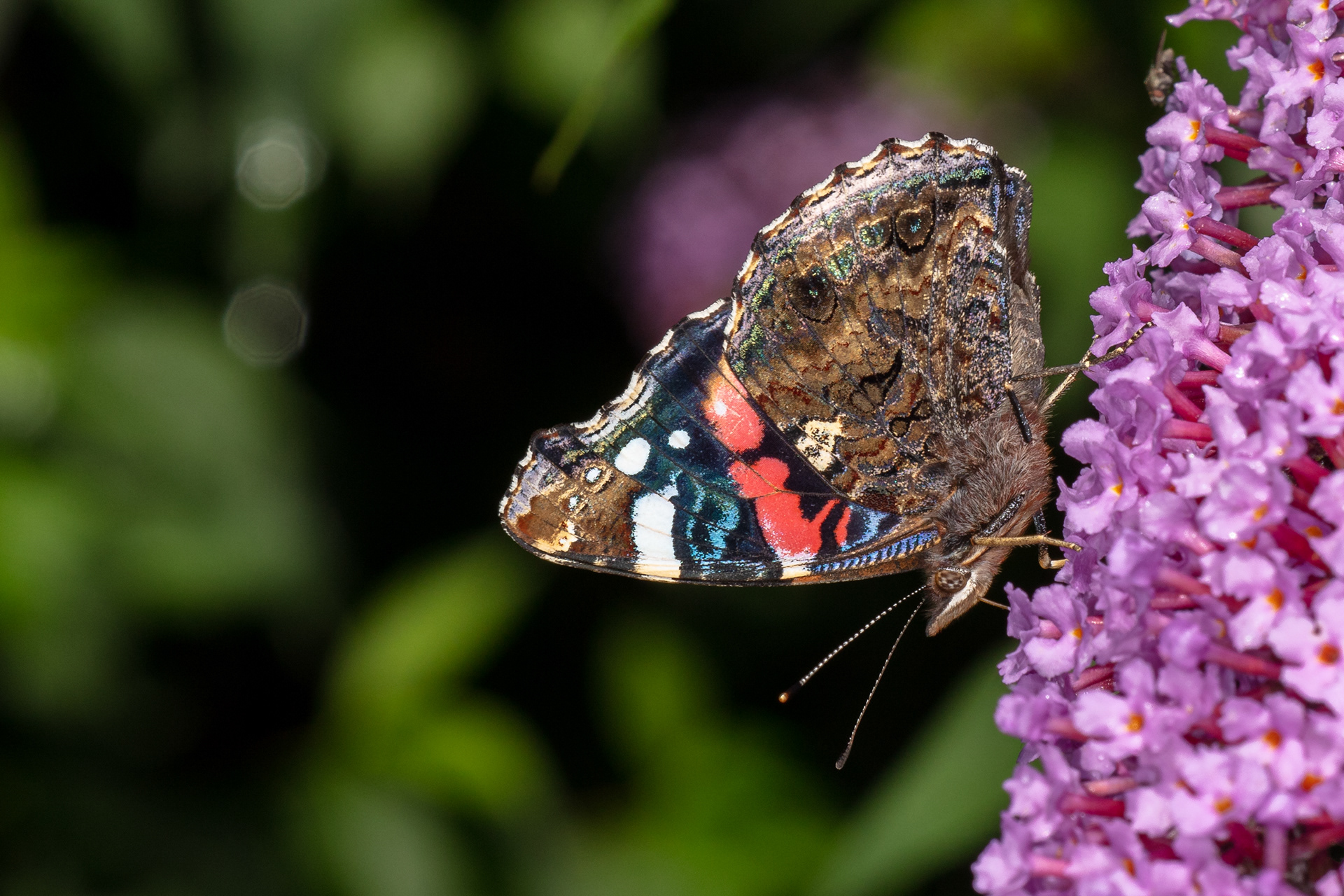 Red Admiral Butterfly