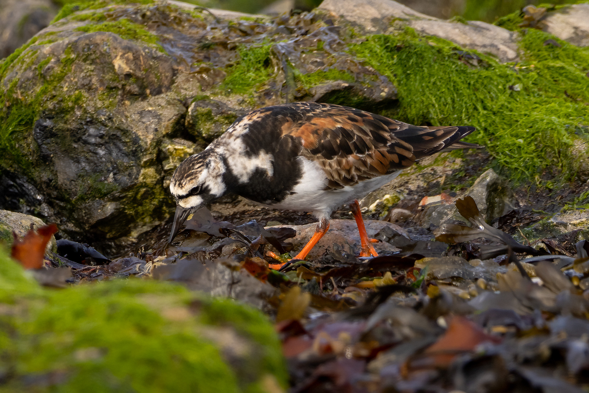 Turnstone (juvenile)