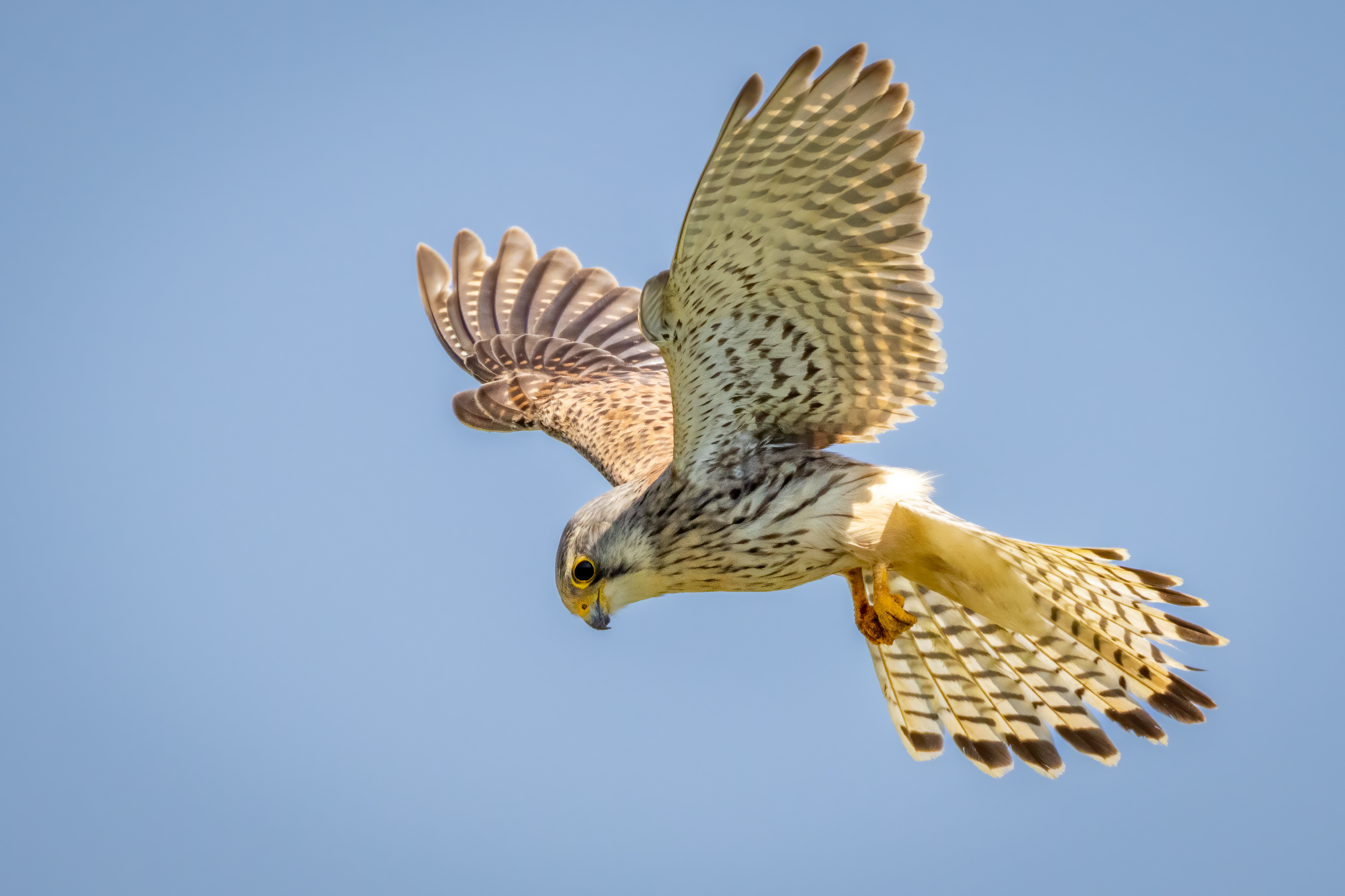 Kestrel