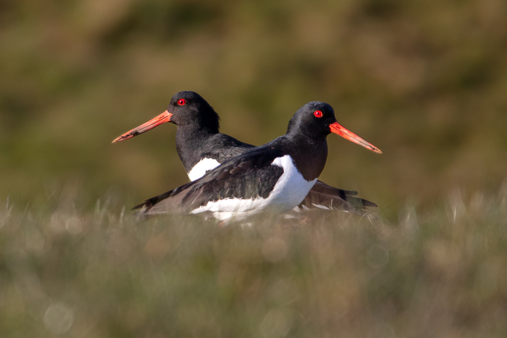 Oystercatchers