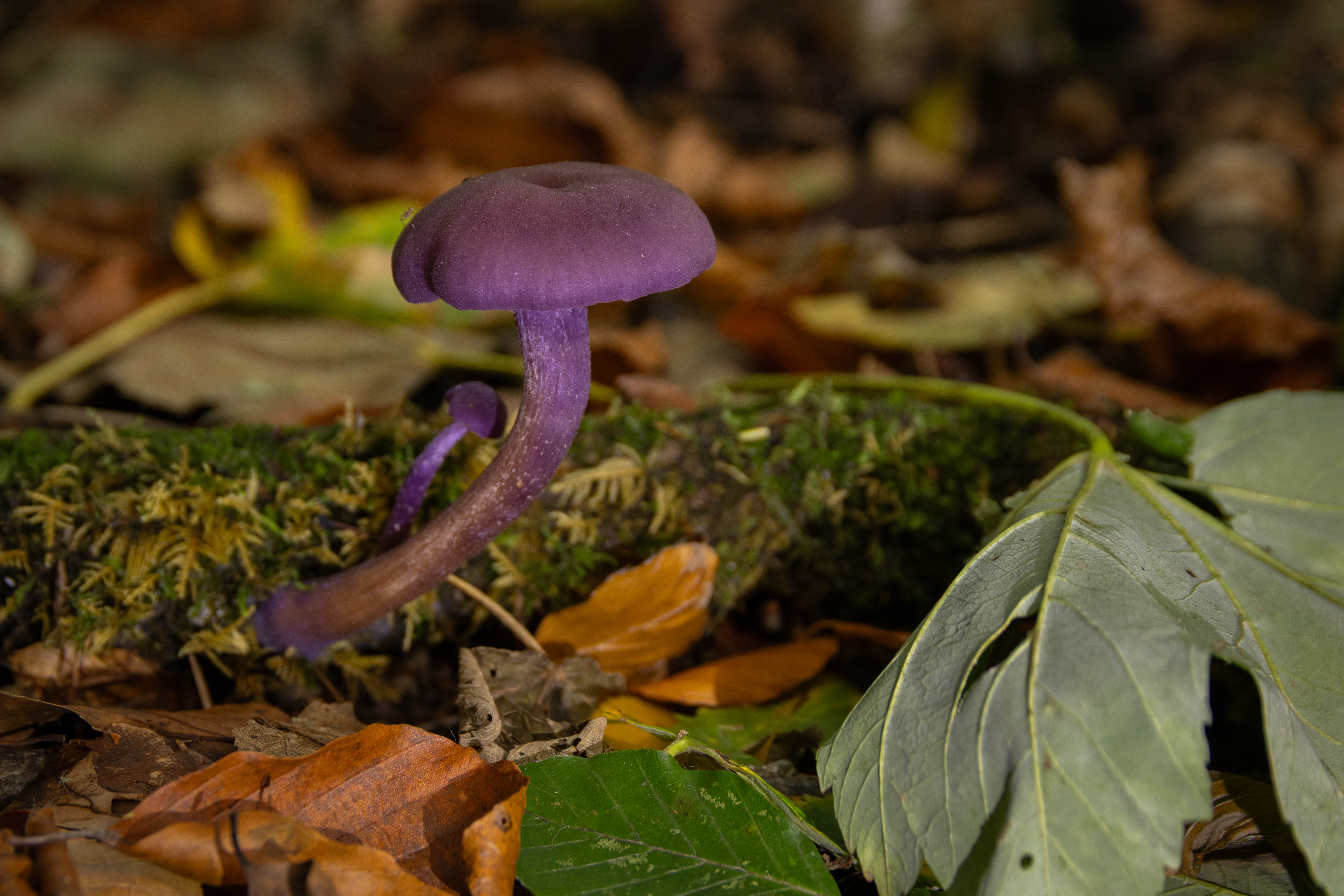Amethyst Deceiver