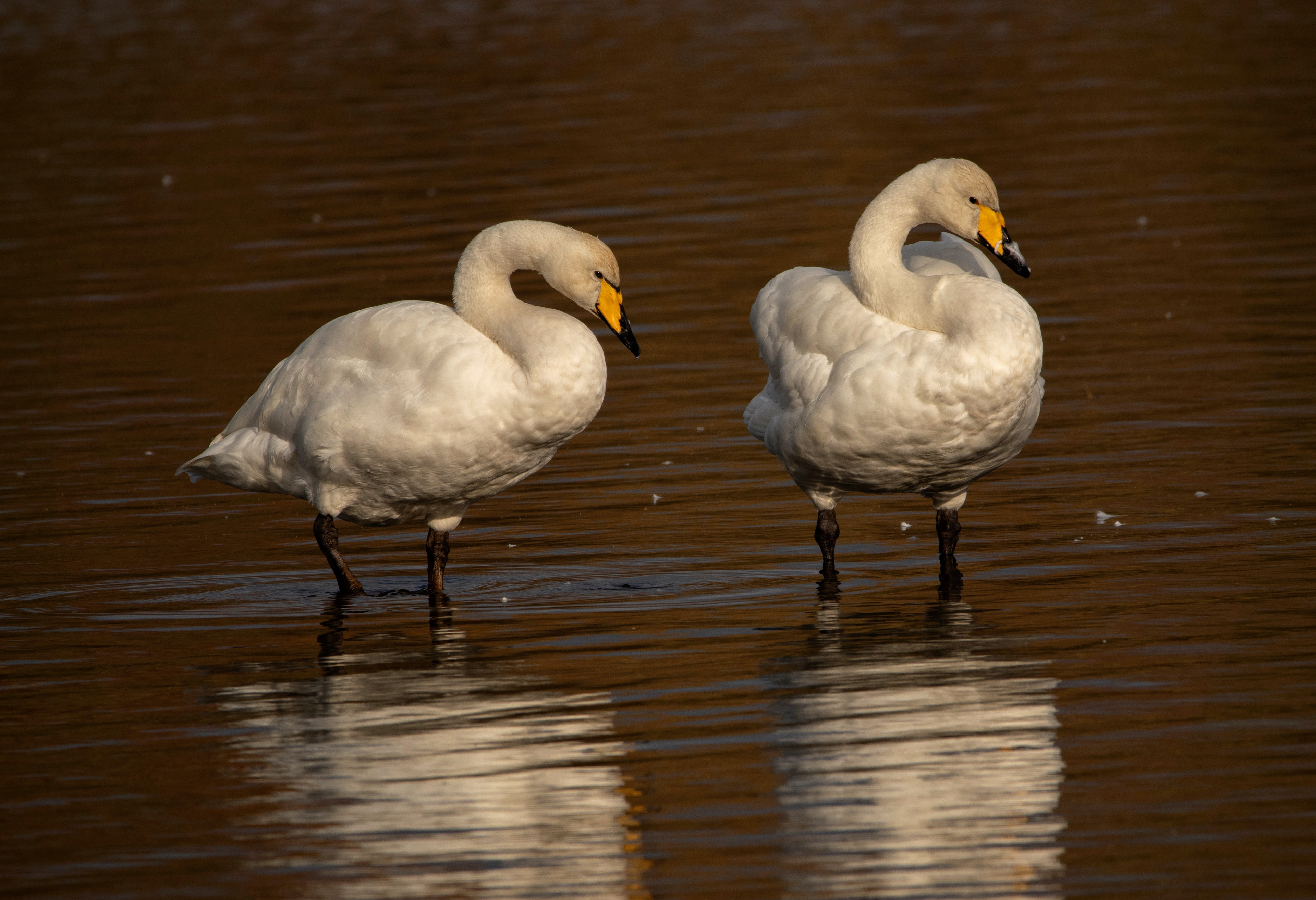 Whooper Swans