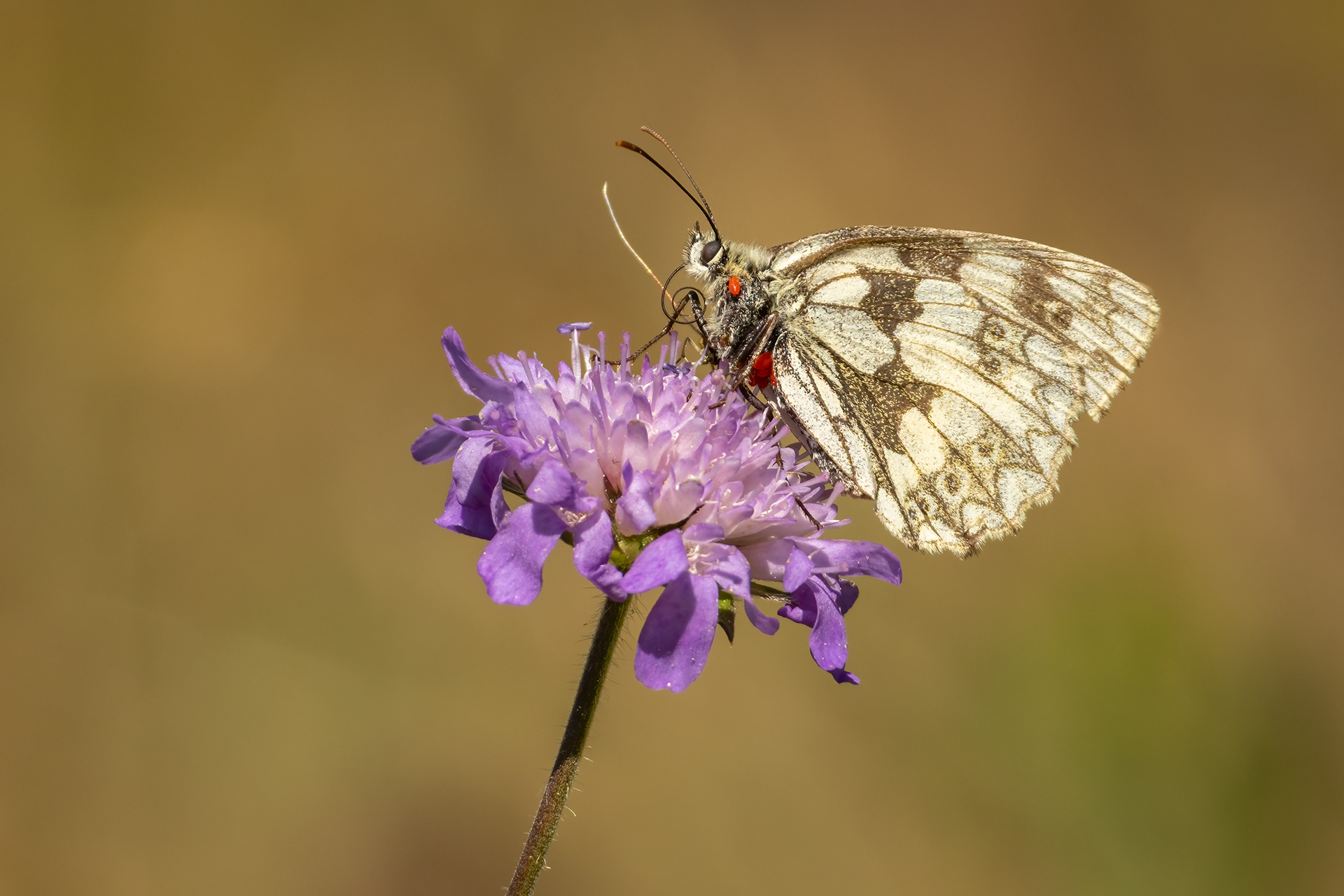 Marbled White Butterfly (Female)