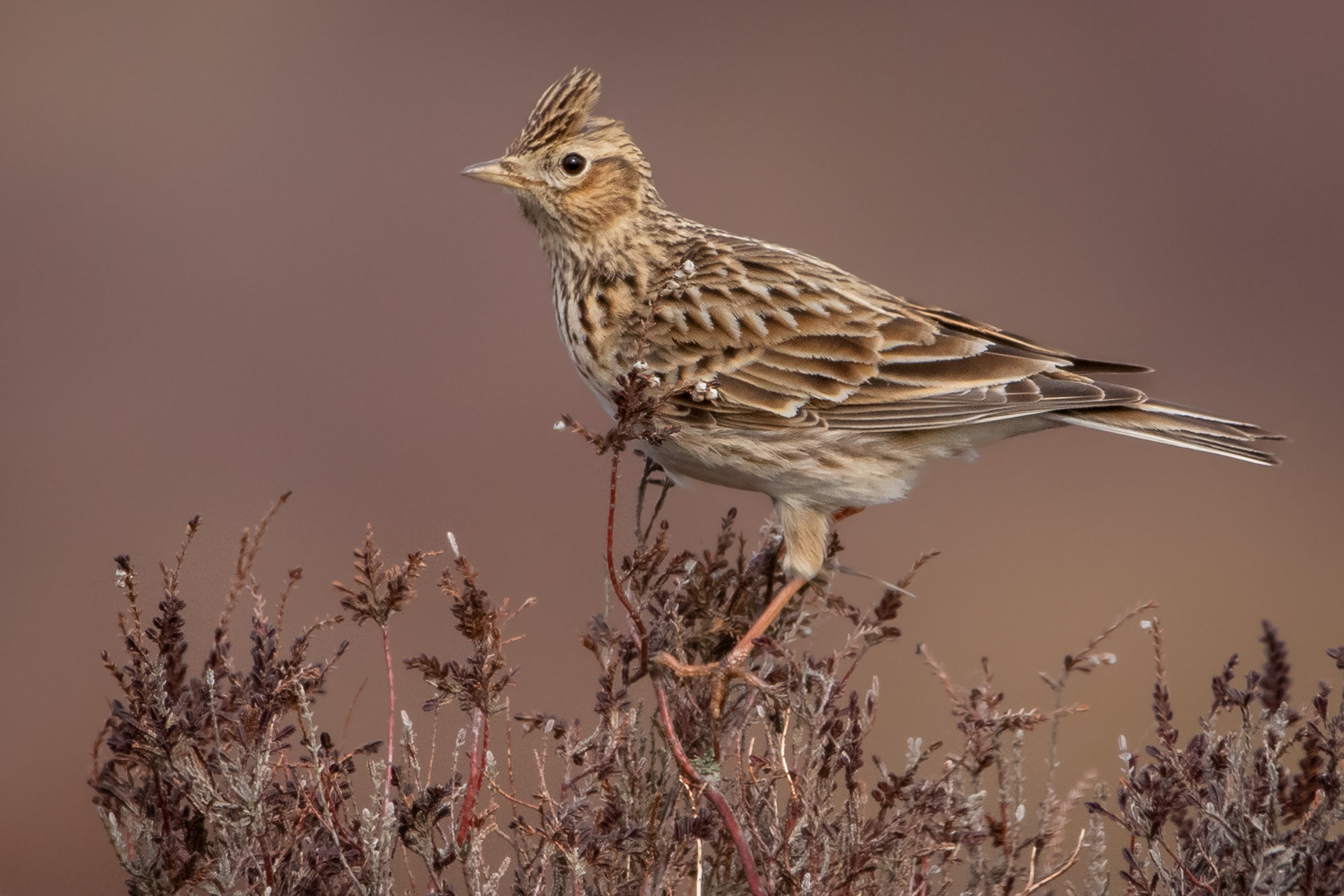Skylark