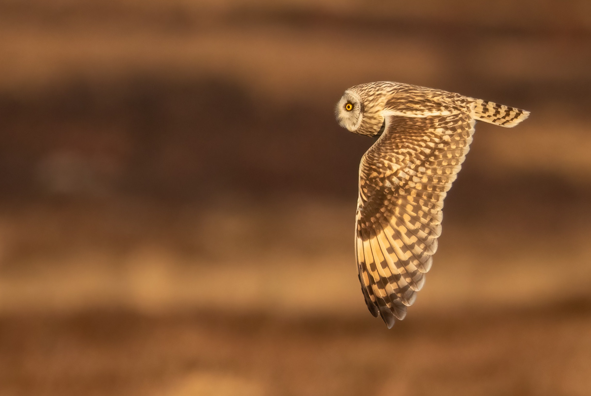 Short-eared Owl