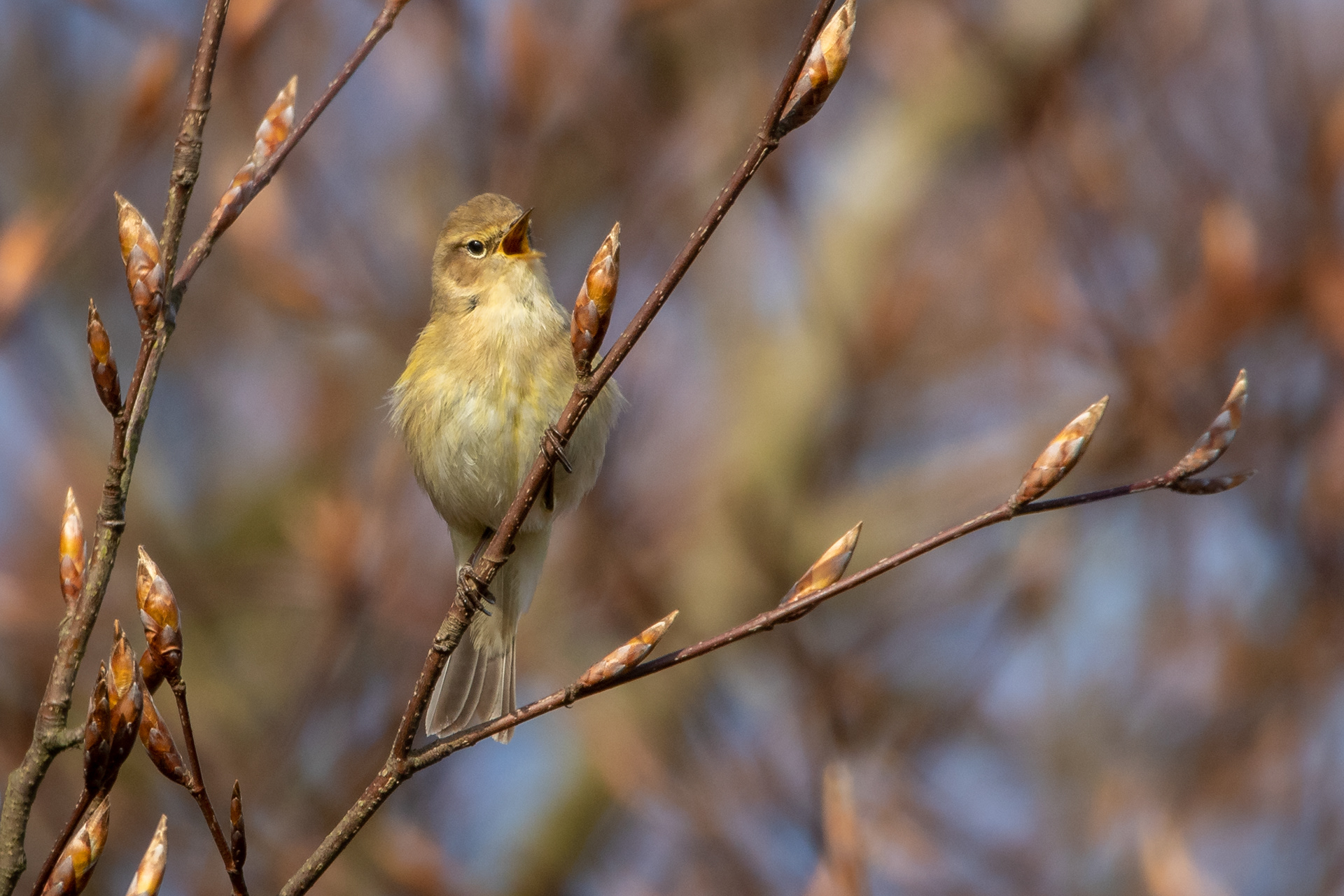 Willow Warbler