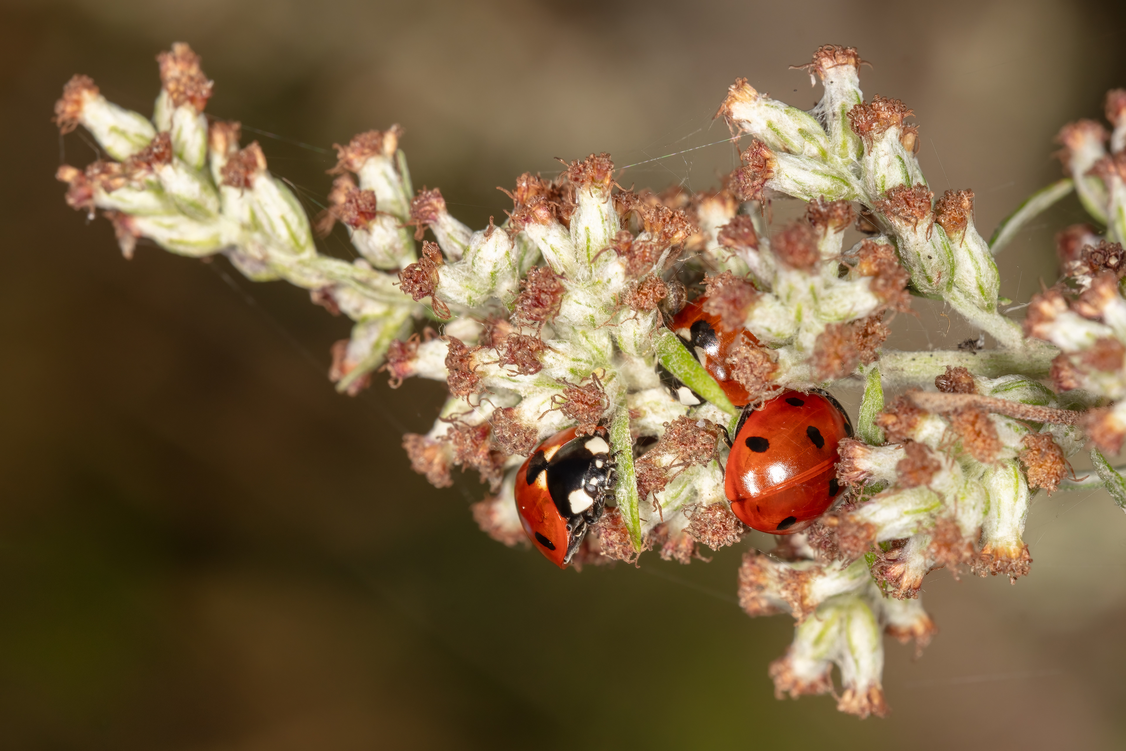 Seven-spot Ladybirds