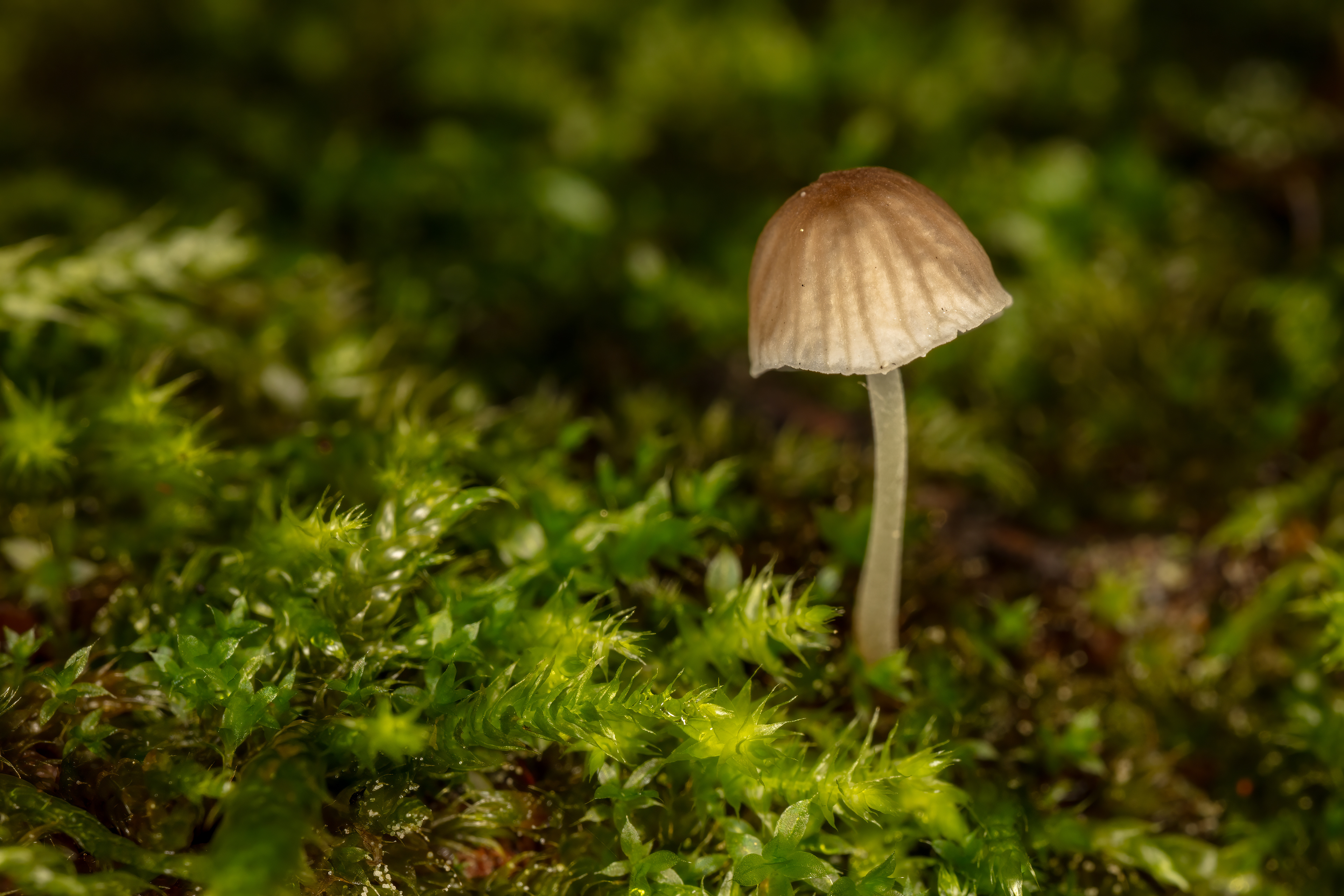 Mycena erubescens (Bonnets)