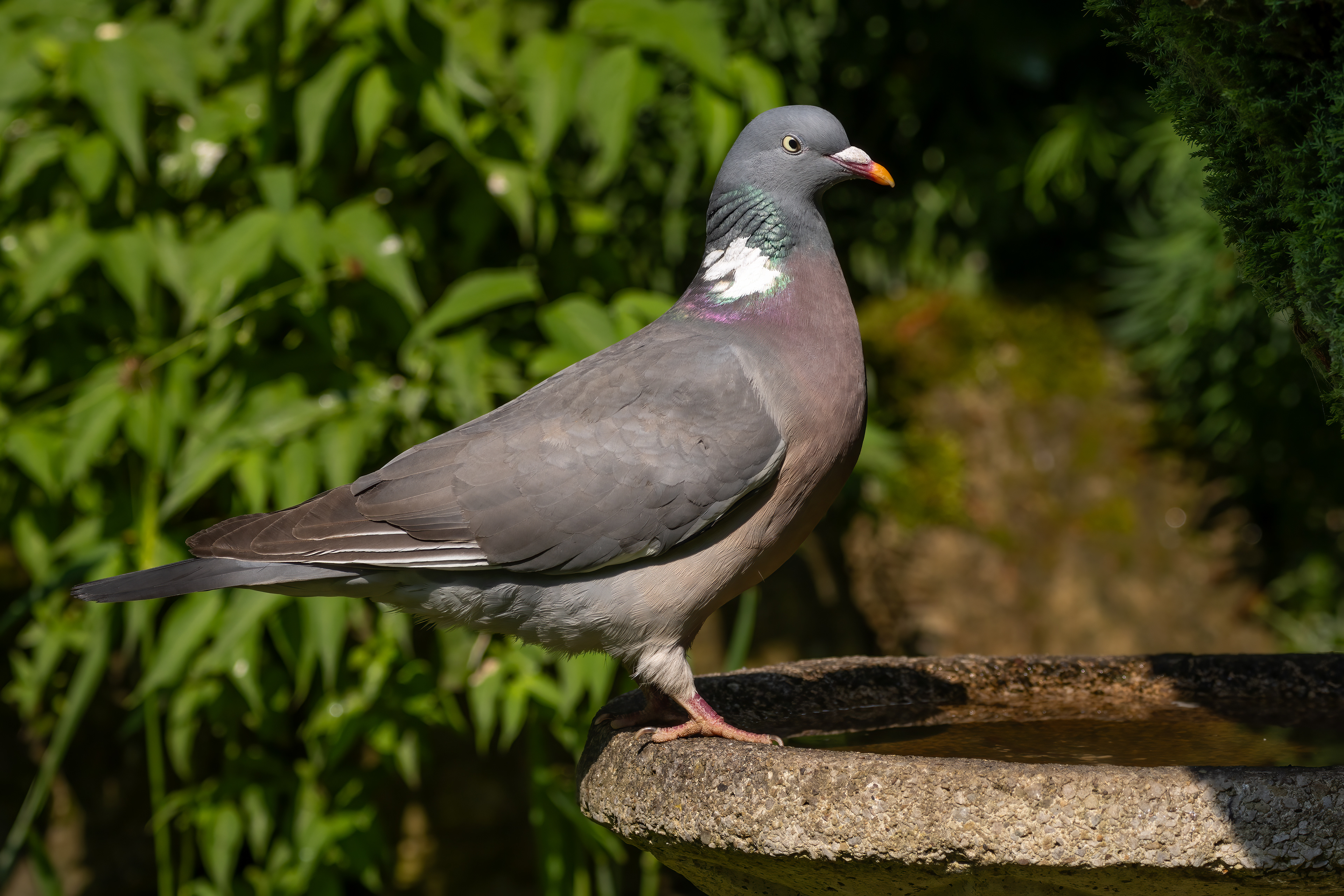 Wood Pigeon