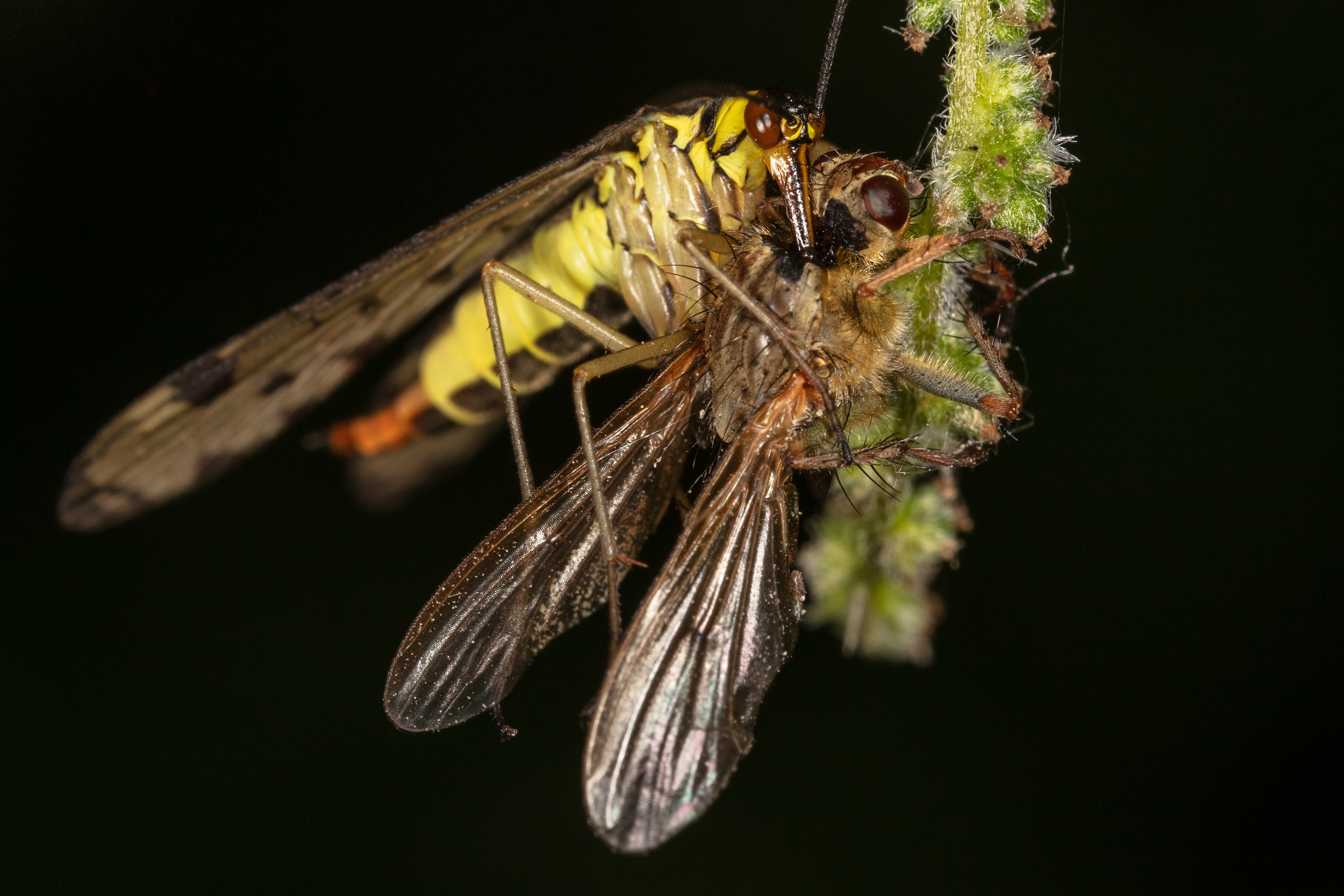 Scorpion Fly