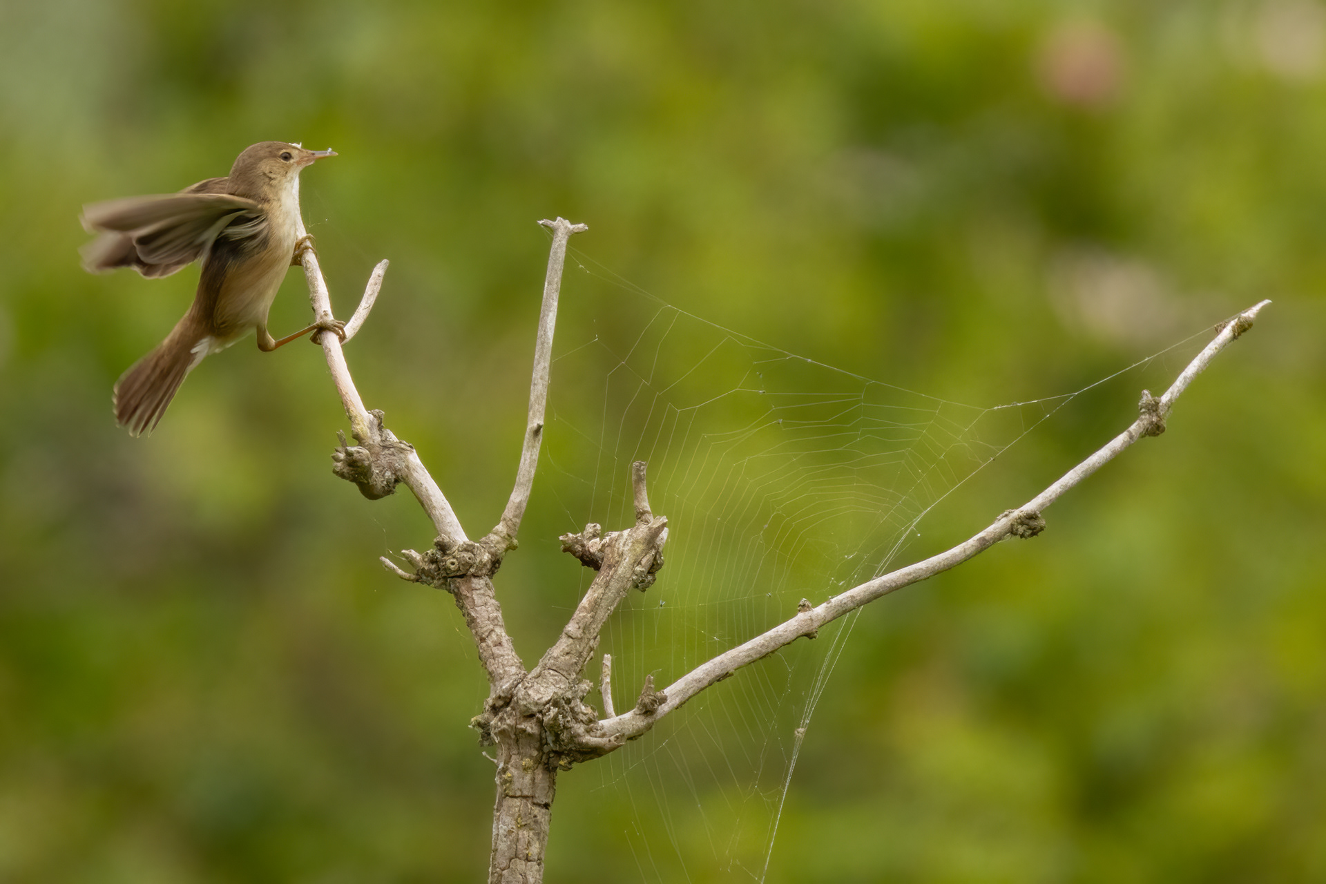 Reed Warbler