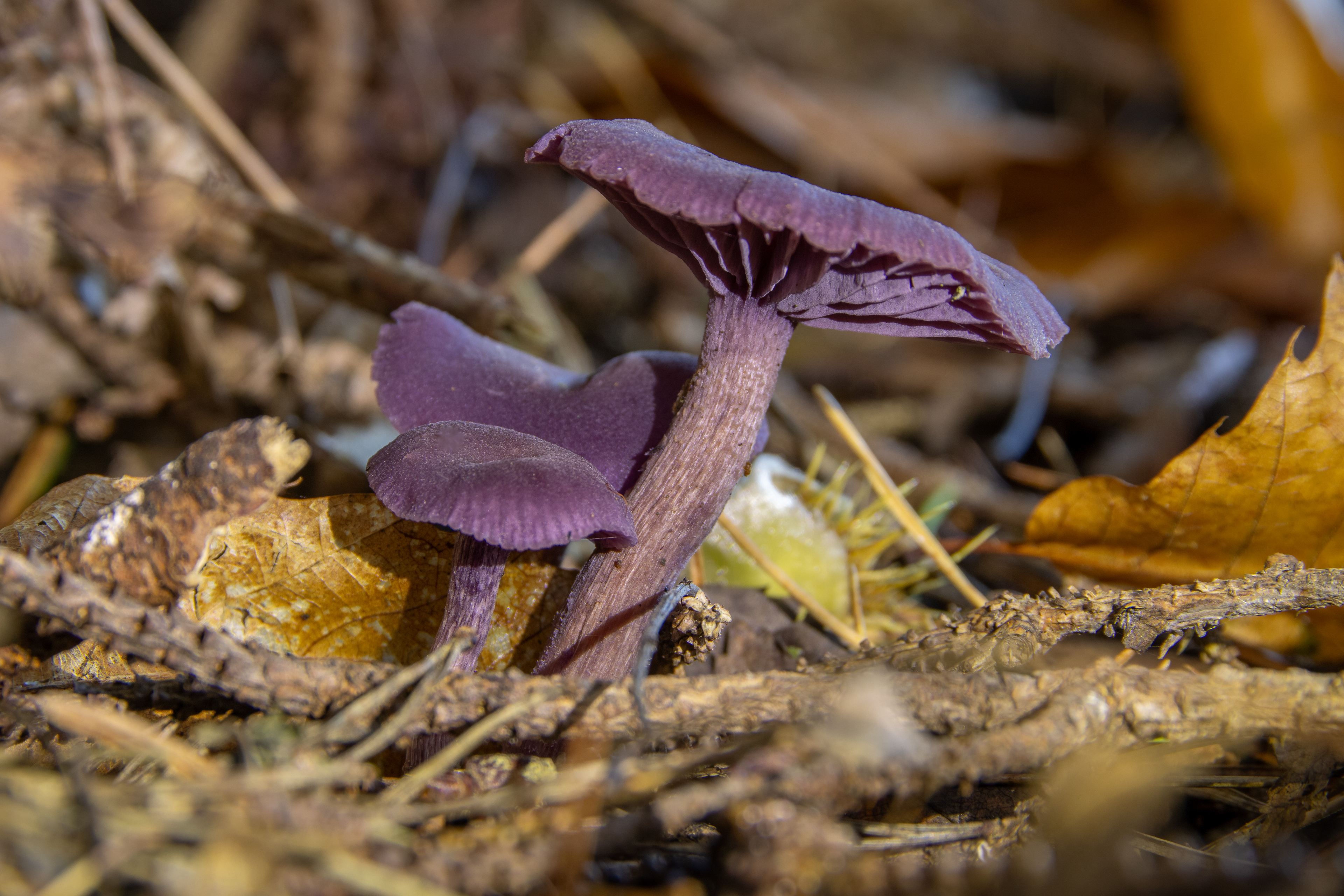 Amethyst Deceiver