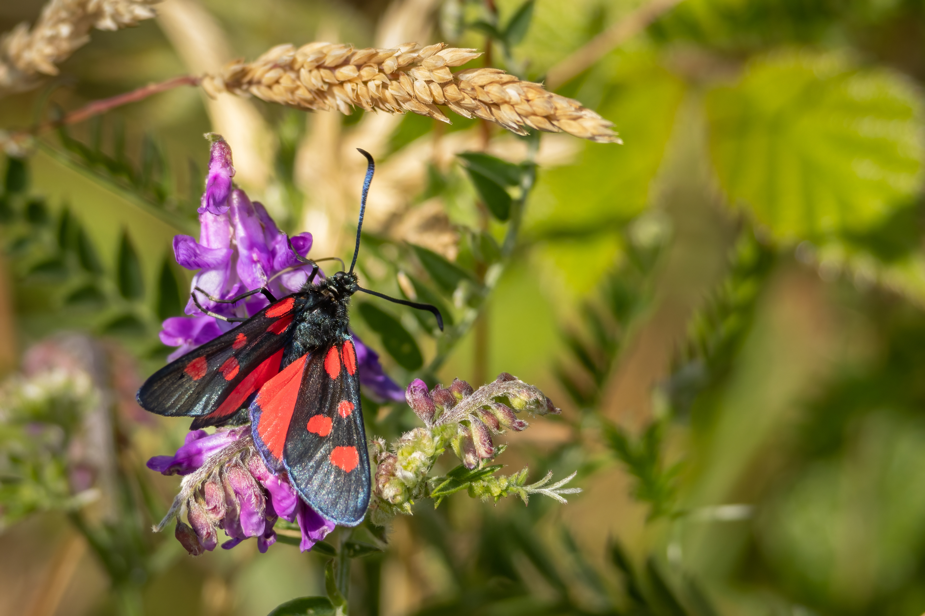 Five Spot Burnet Moth