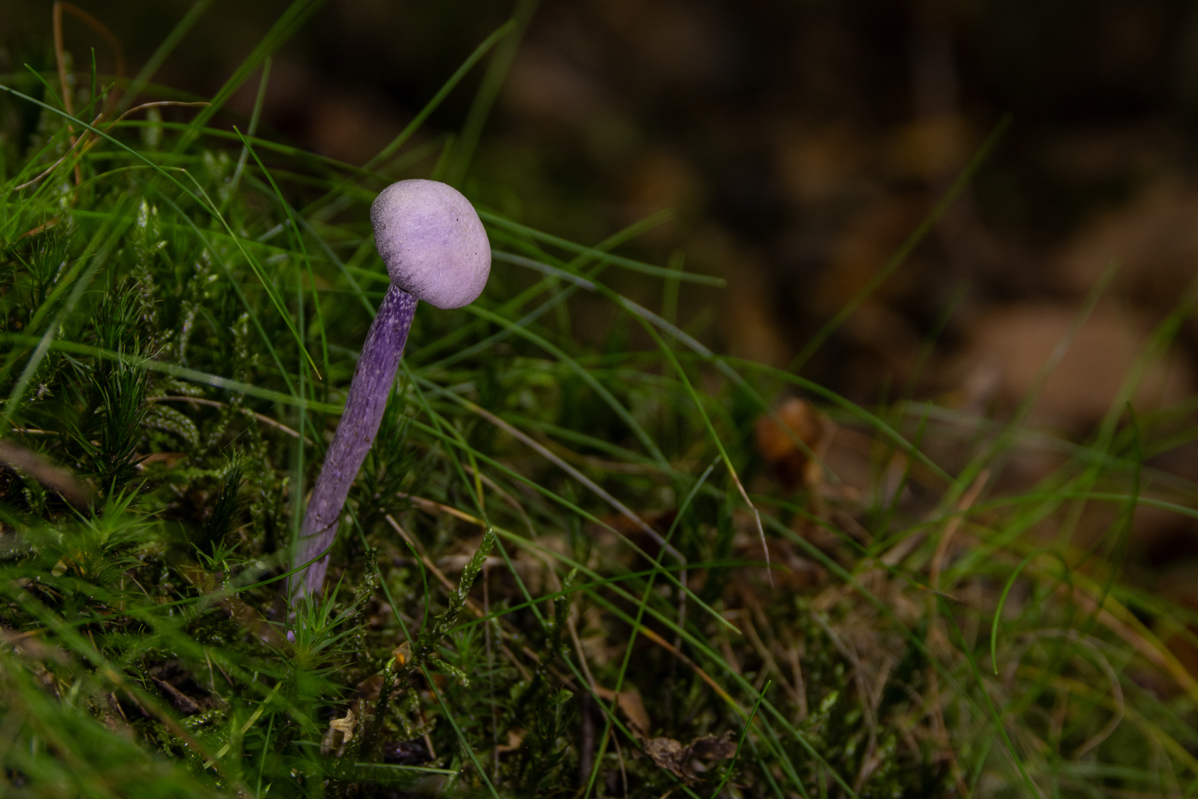 Amethyst Deceiver