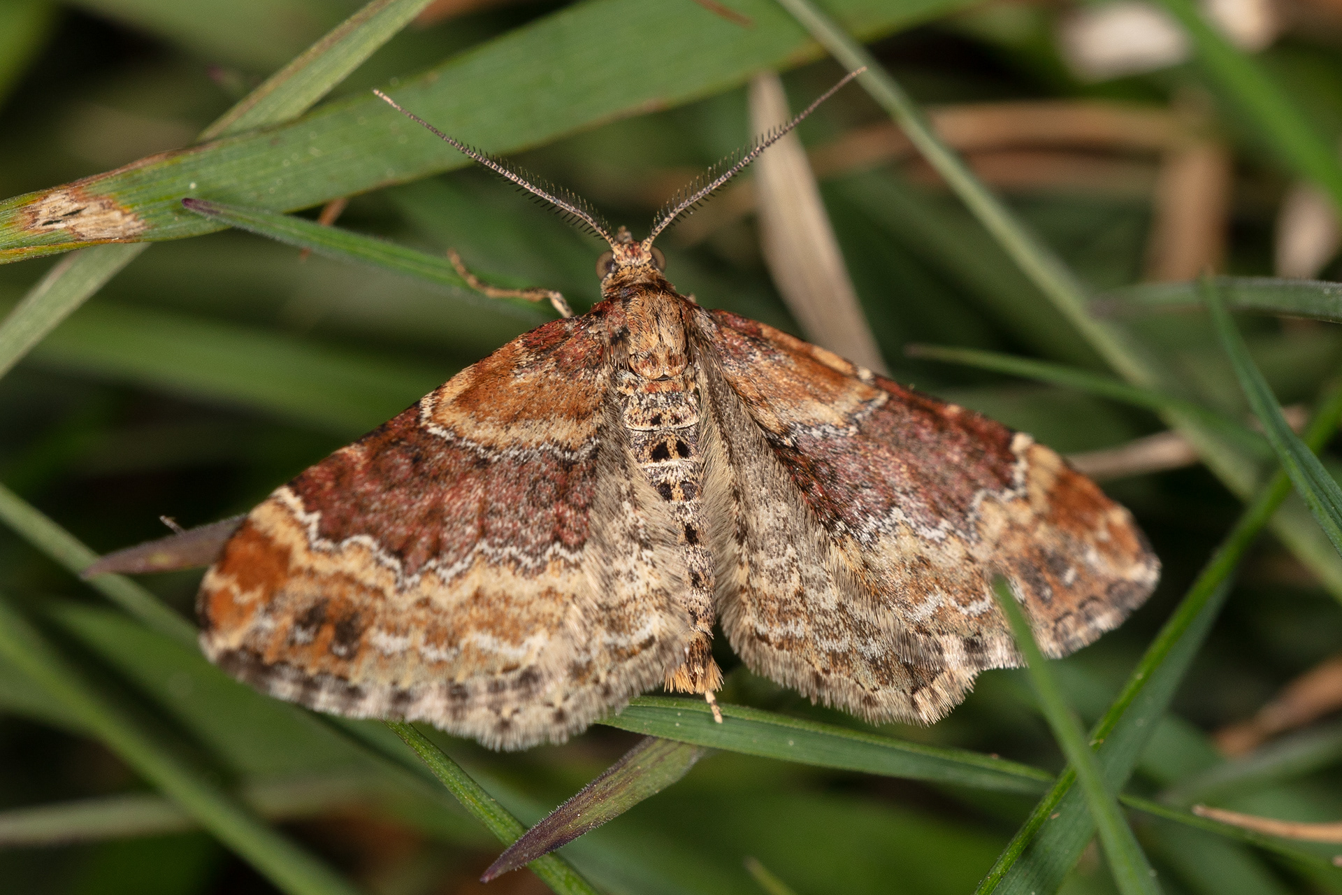 Twin-spot Carpet Moth