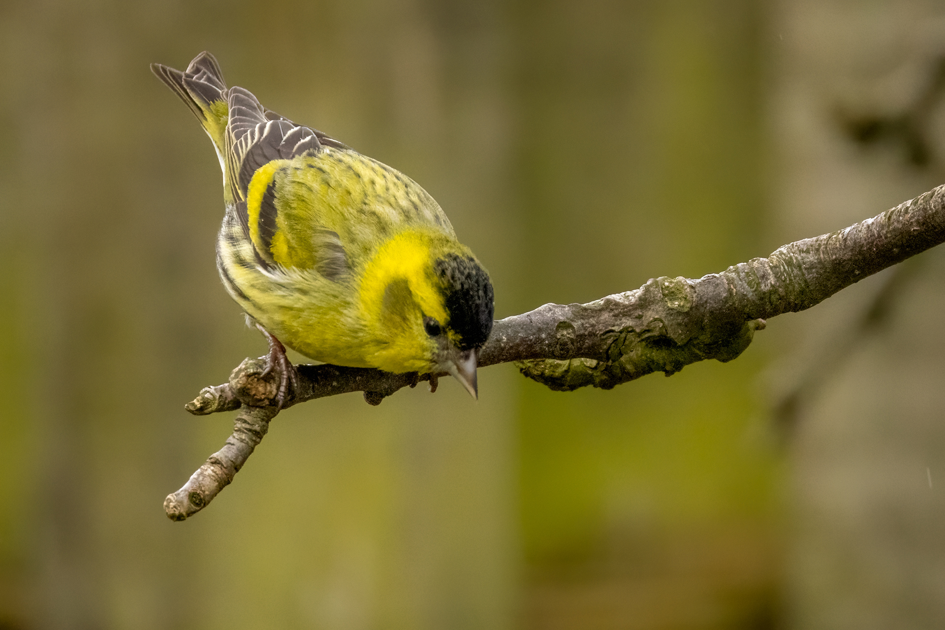 Siskin (male)