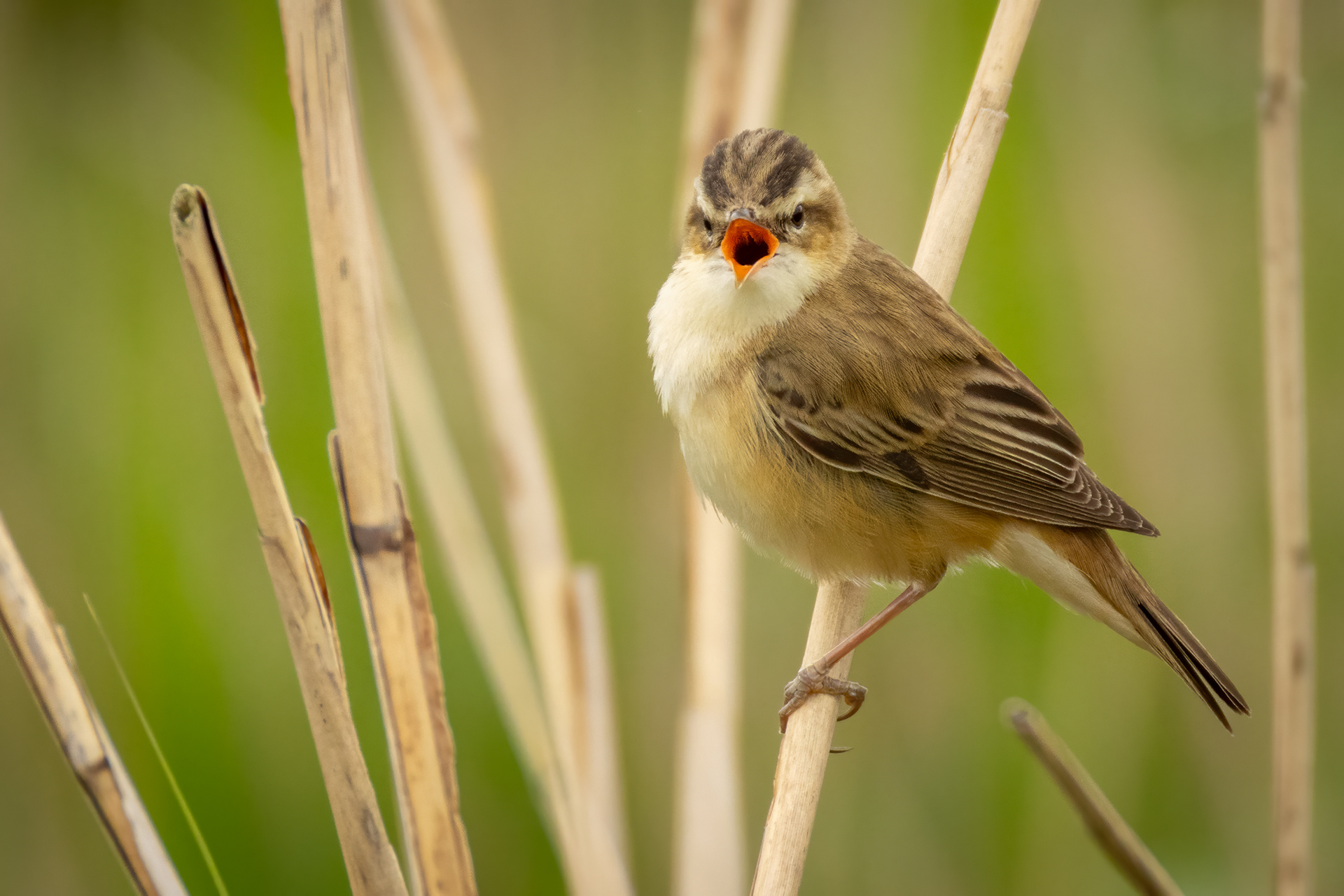 Sedge Warbler