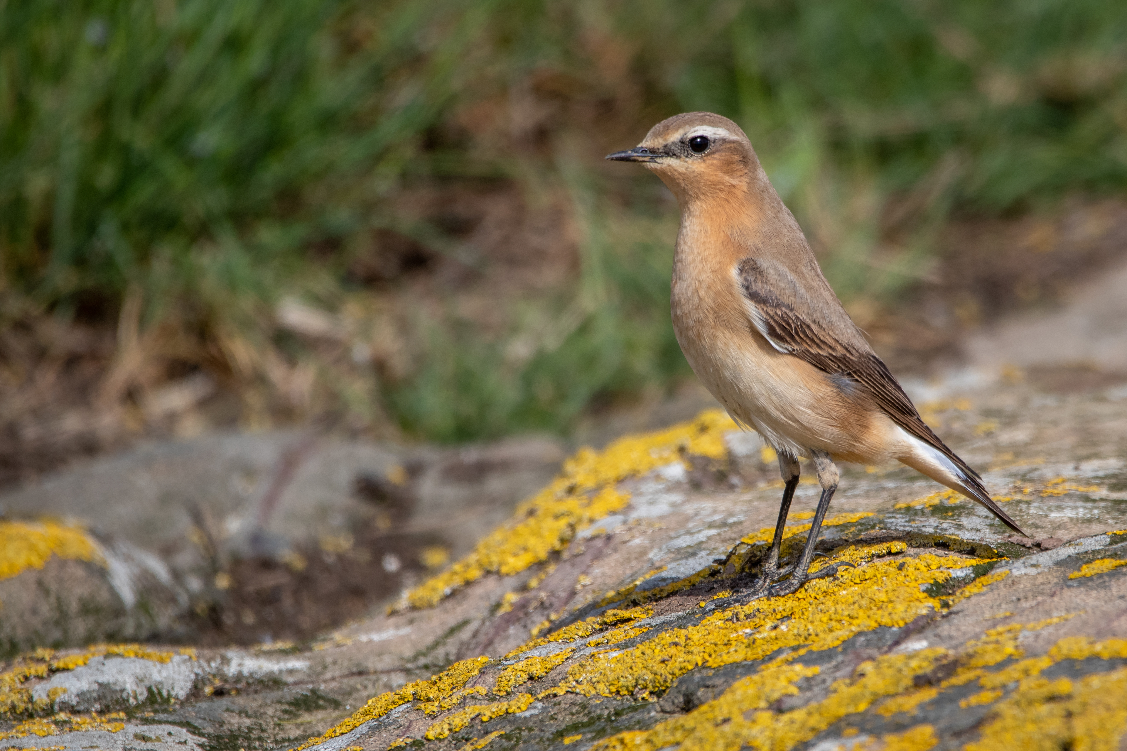 Wheatear