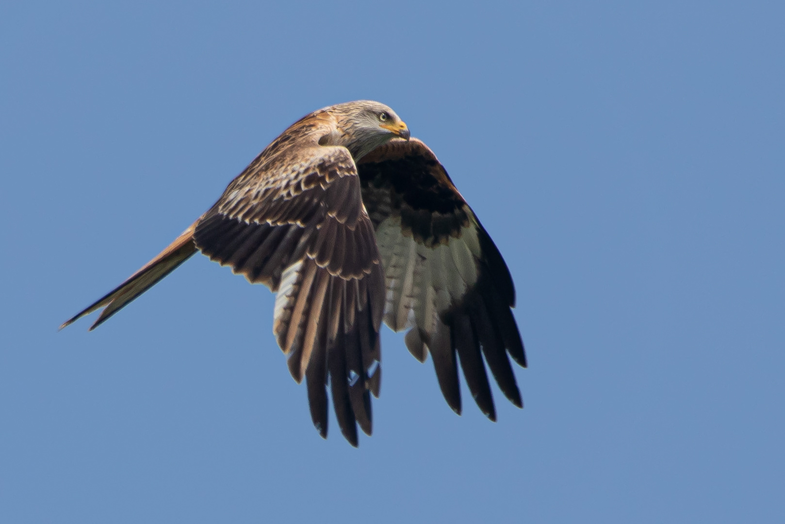 Red Kite