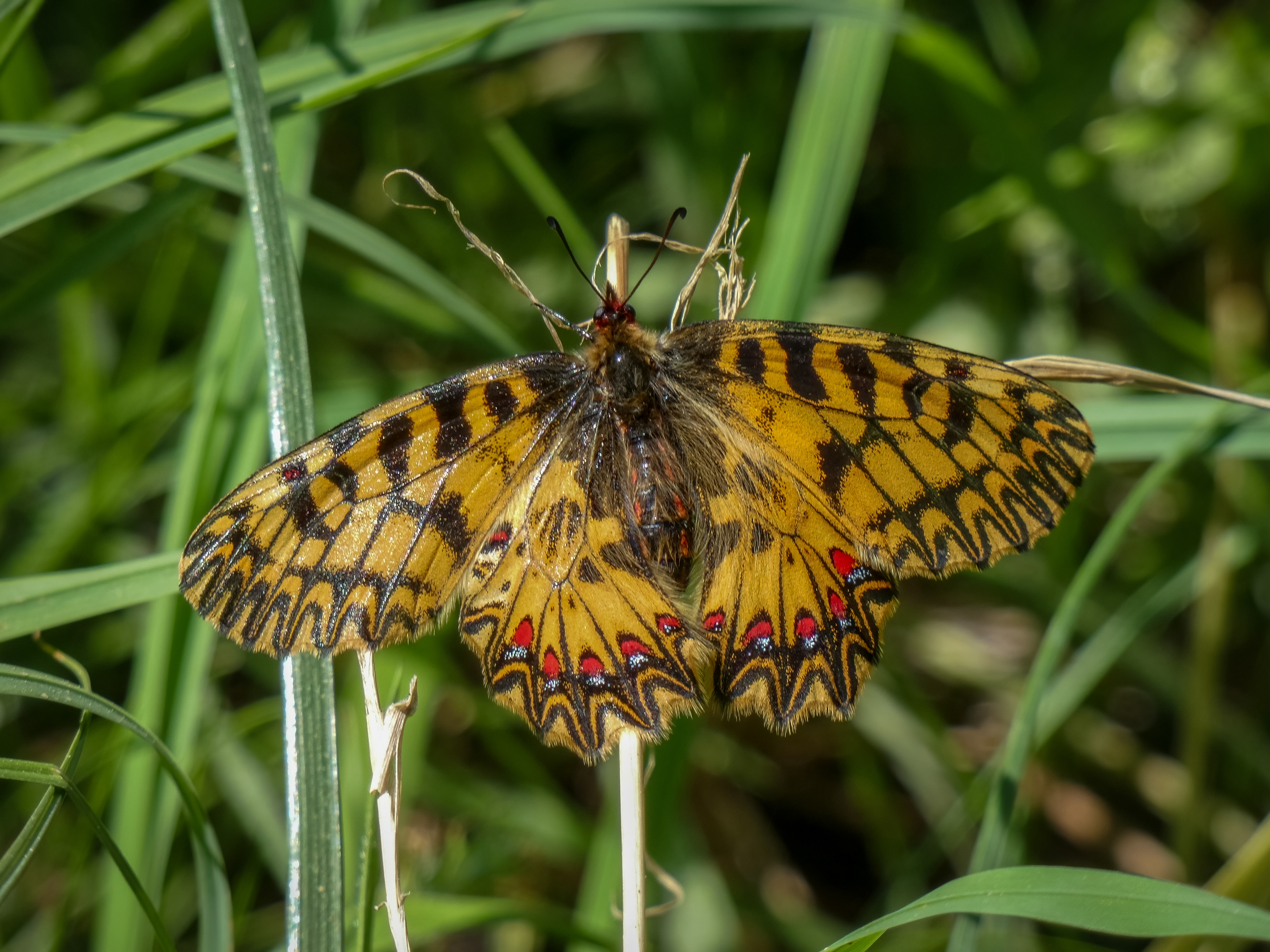 Southern Festoon Butterfly (Montenegro)