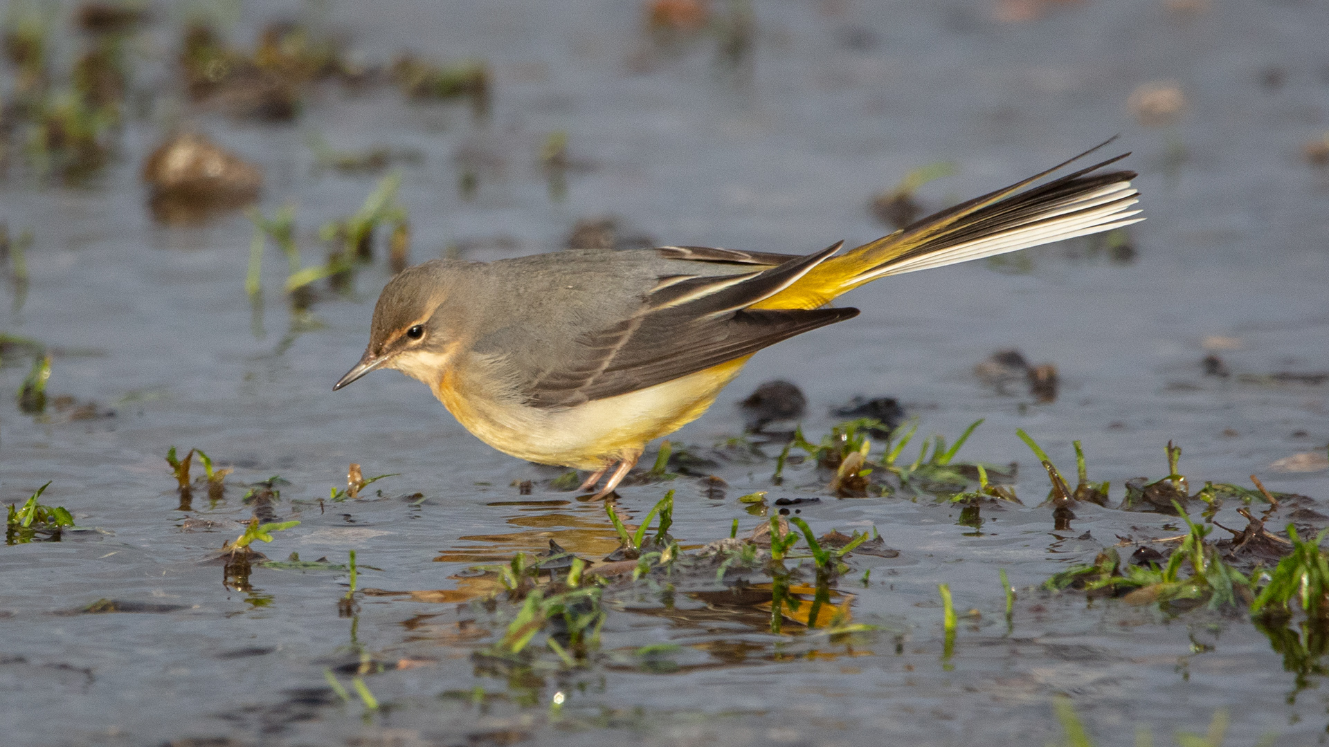 Grey Wagtail