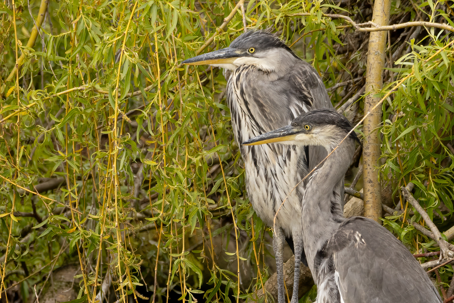Grey Herons (juvenile)