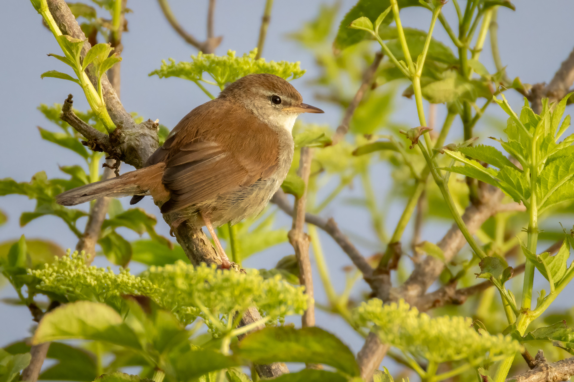 Cetti's Warbler