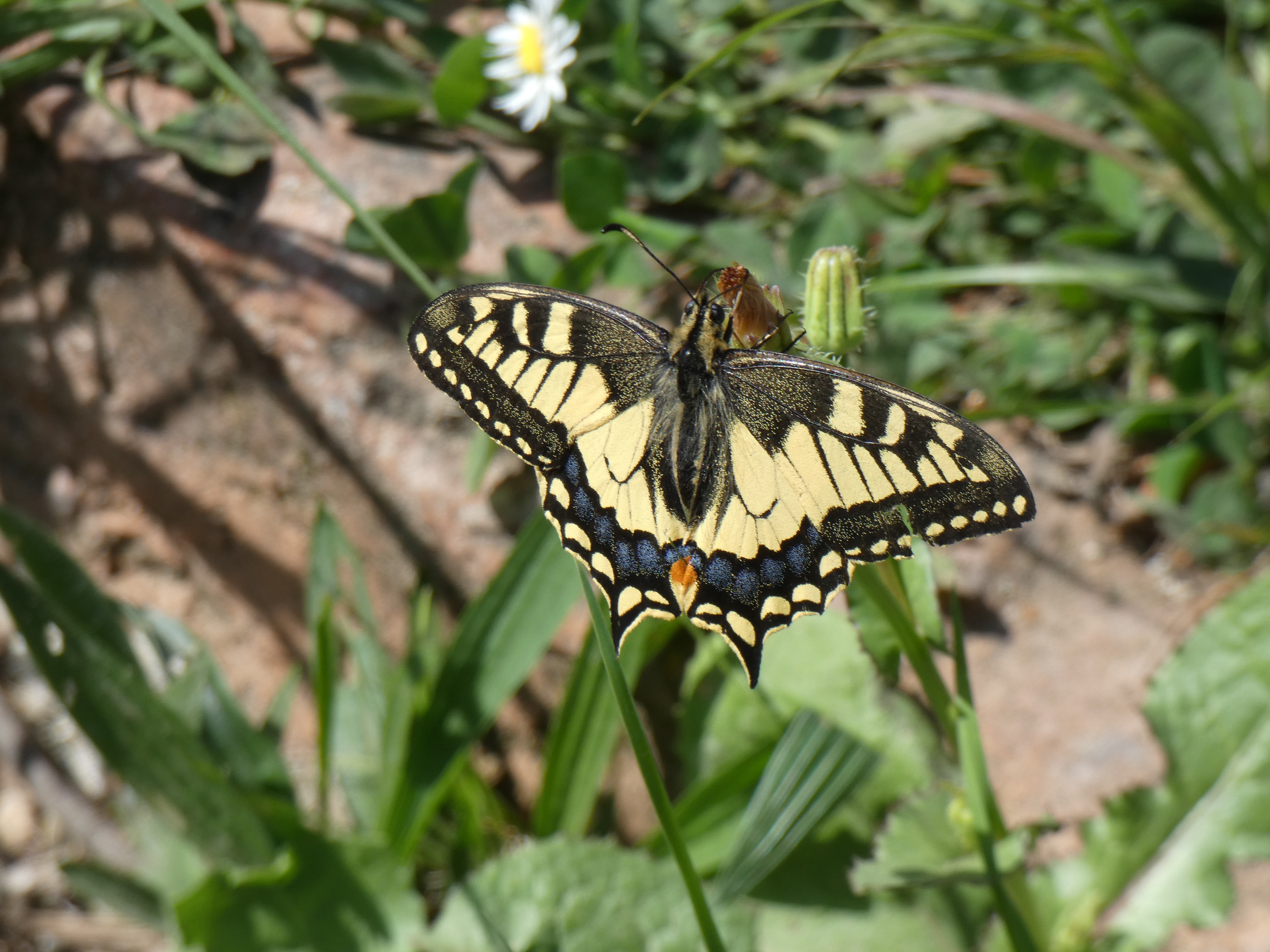 Swallowtail Butterfly