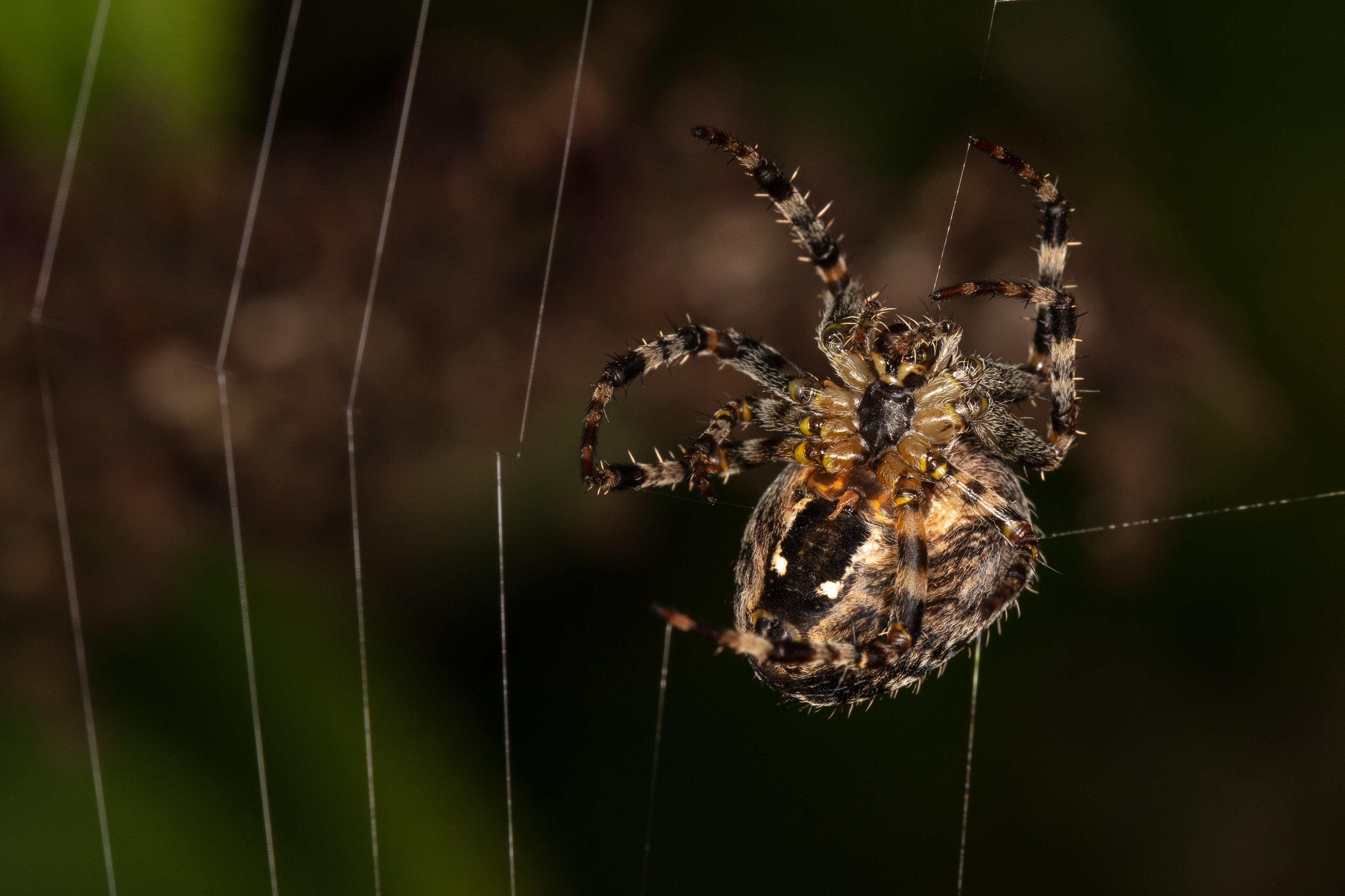 European Garden Spider