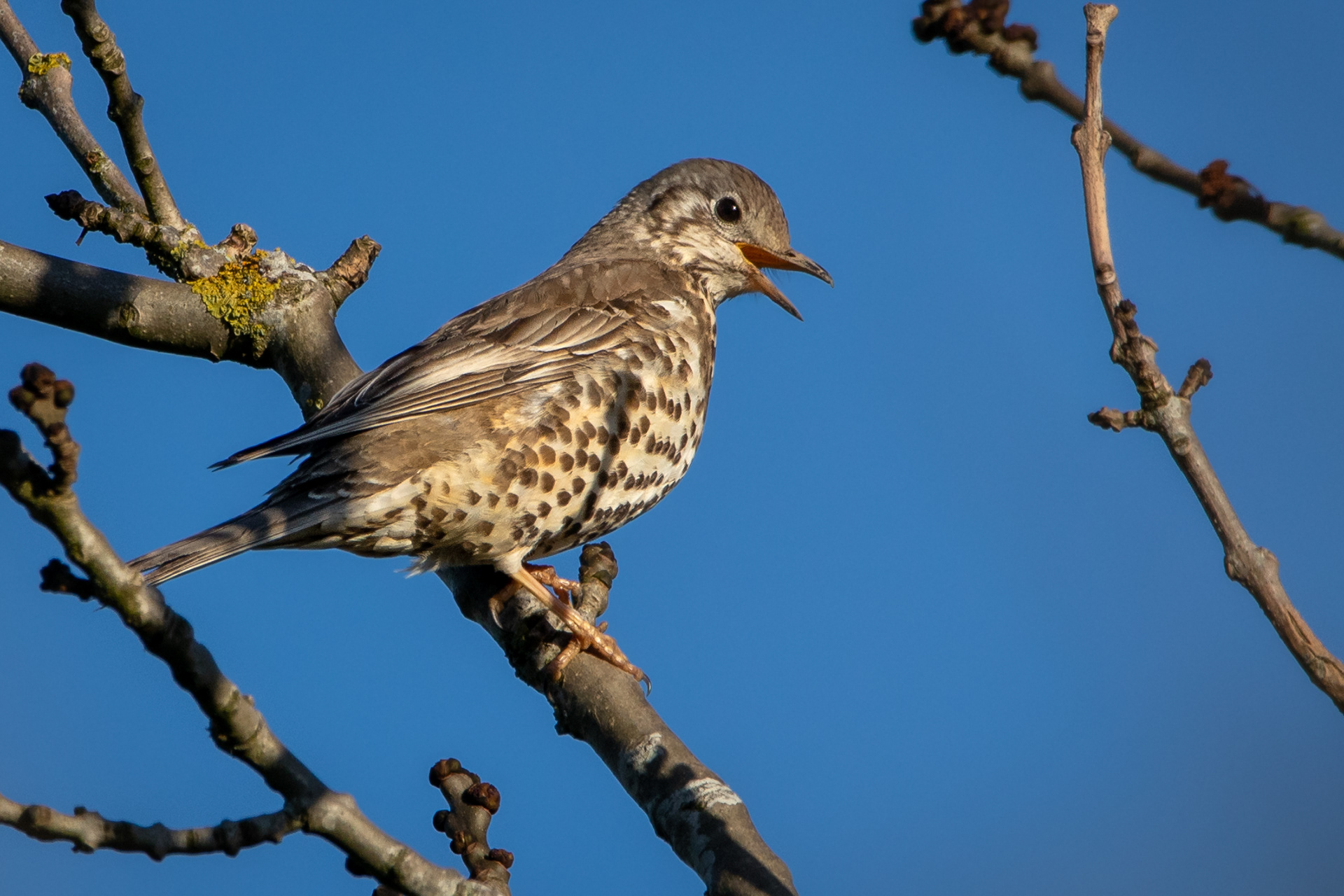 Mistle Thrush