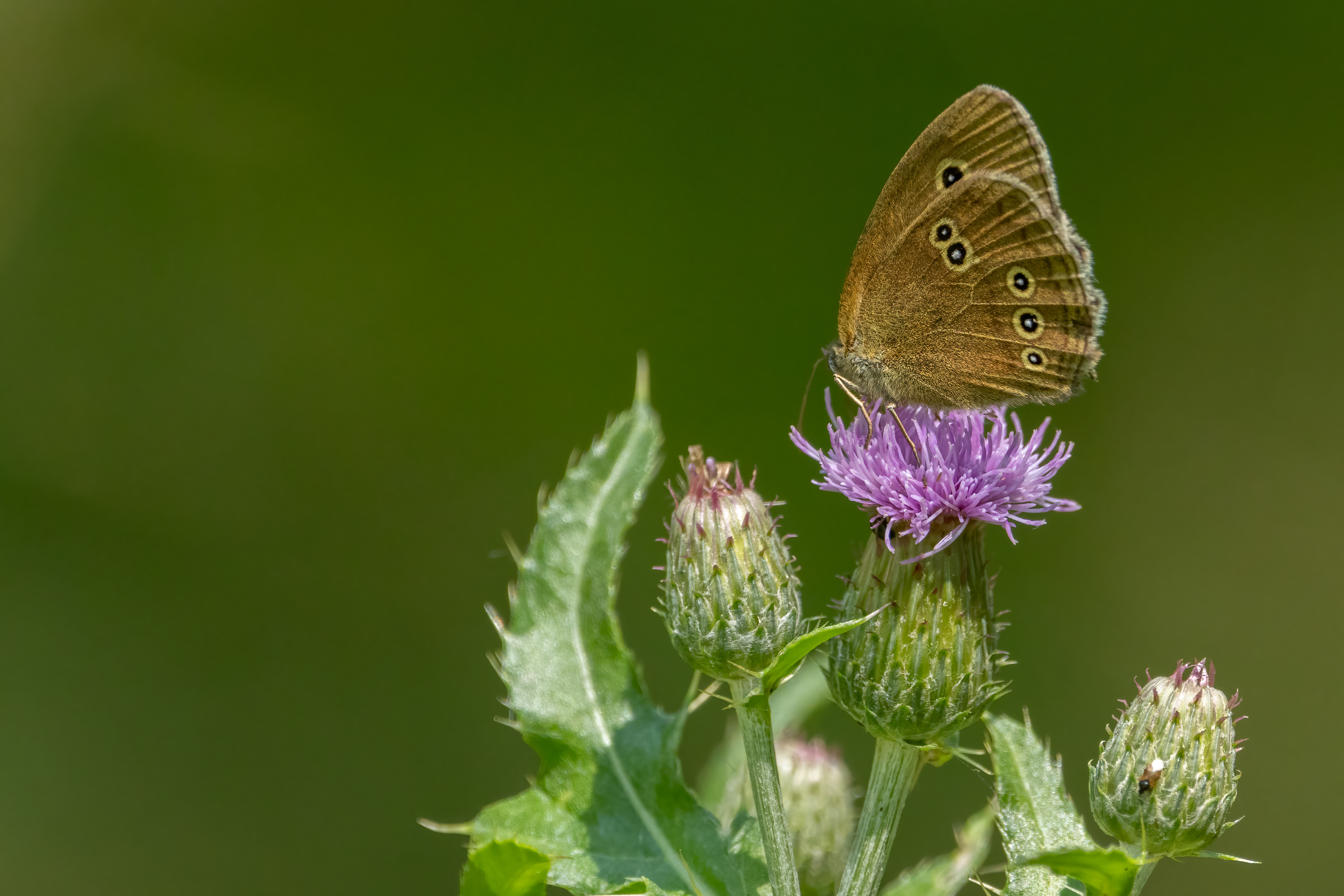 Ringlet Butterfly