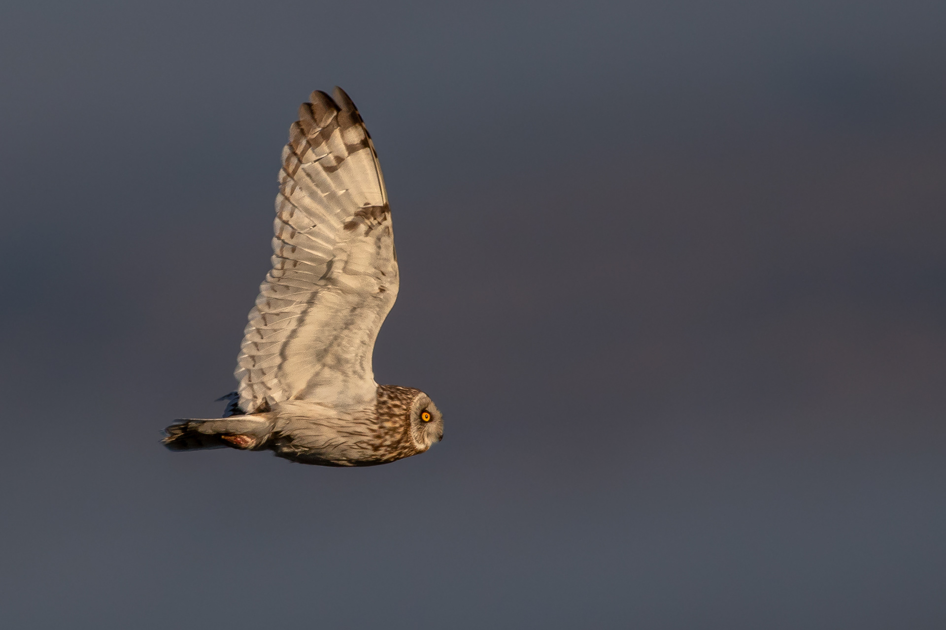 Short-eared Owl