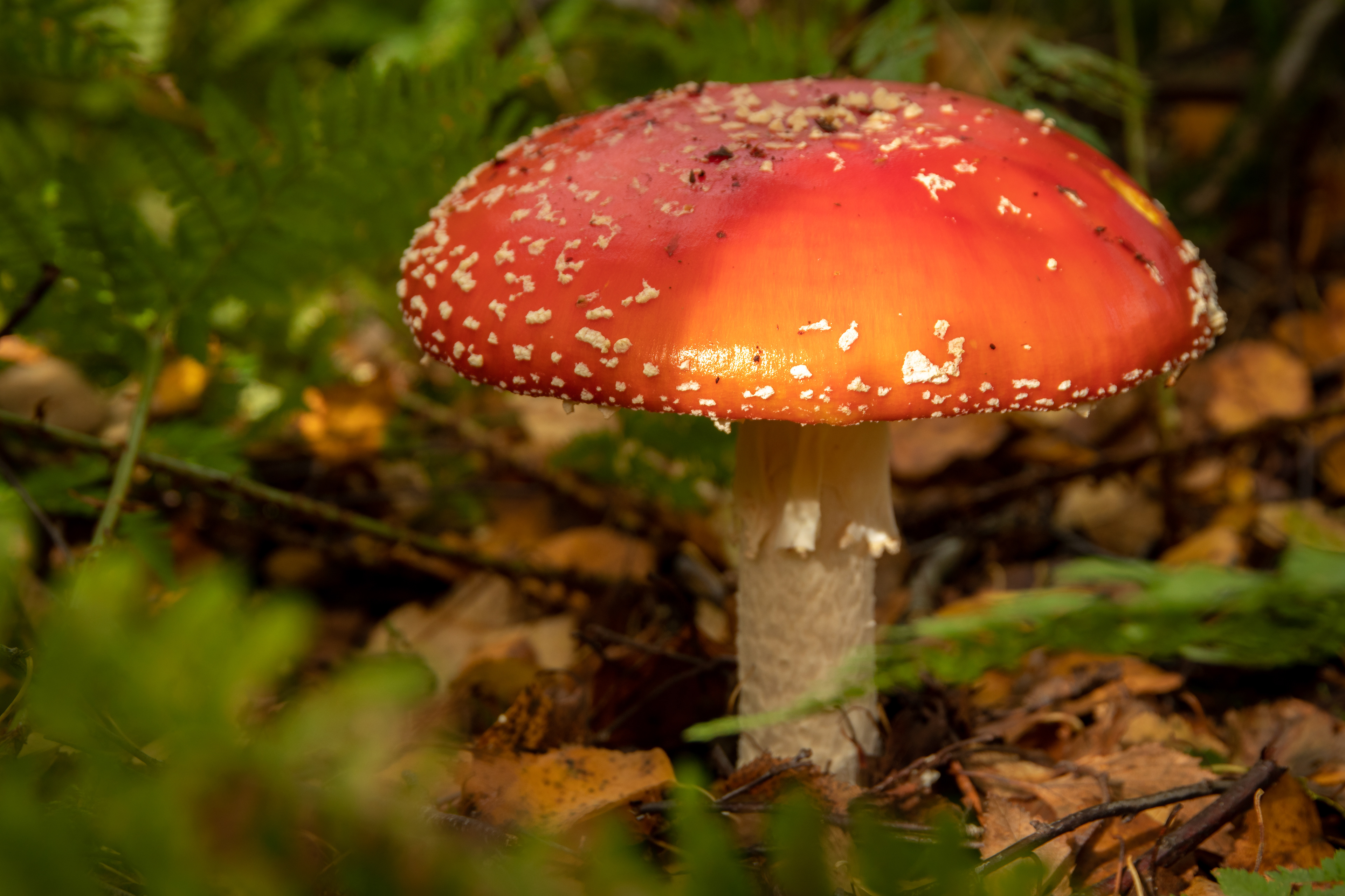 Fly Agaric