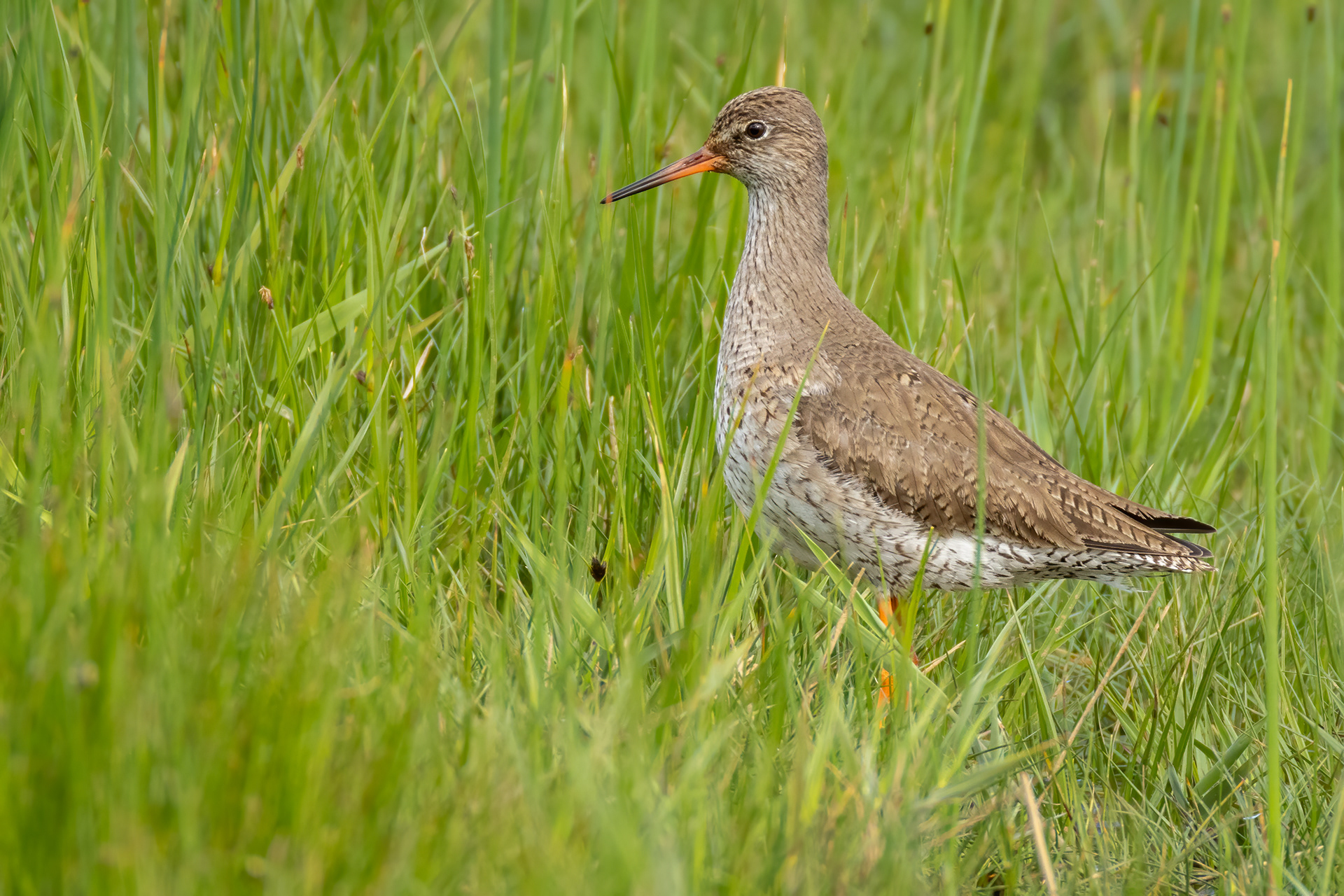 Common Redshank