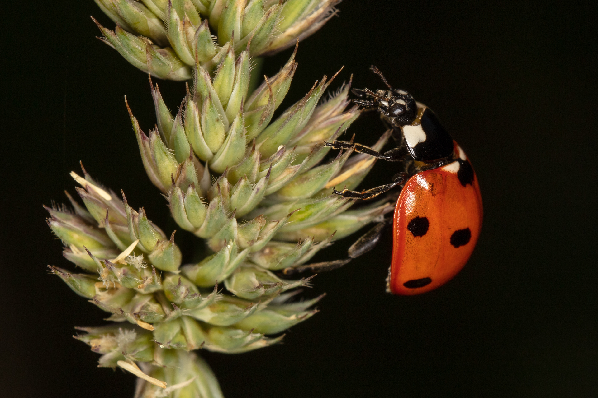 Seven-spot Ladybird 