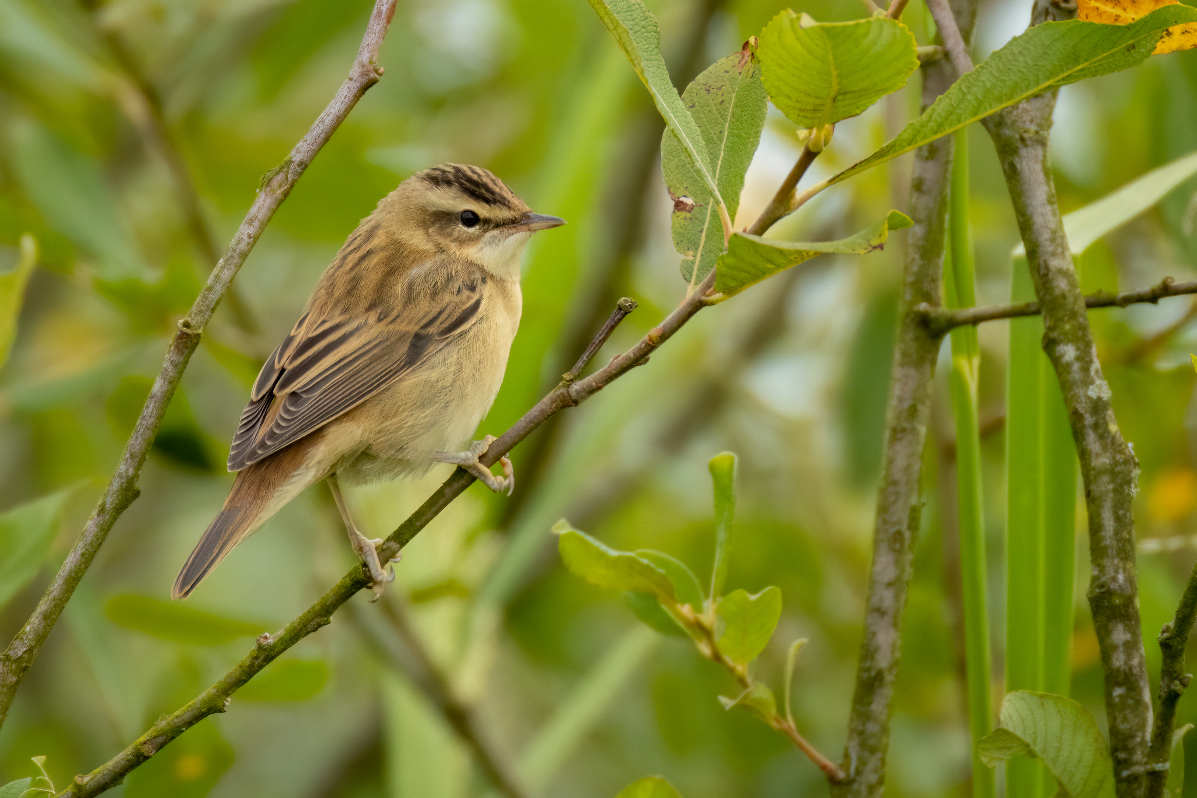 Sedge Warbler