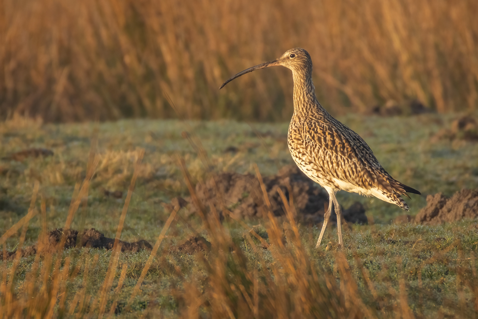 Curlew