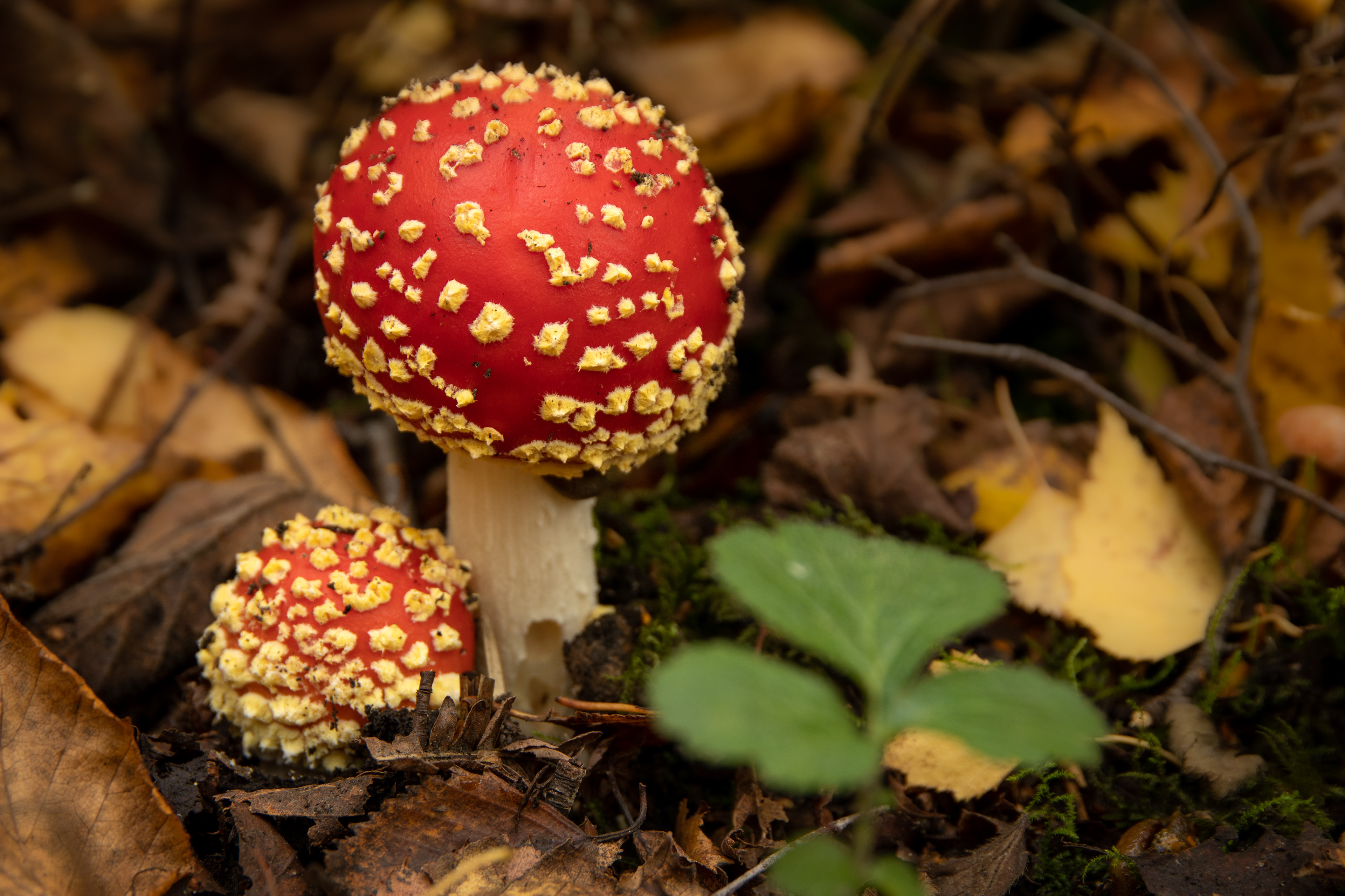 Fly Agaric