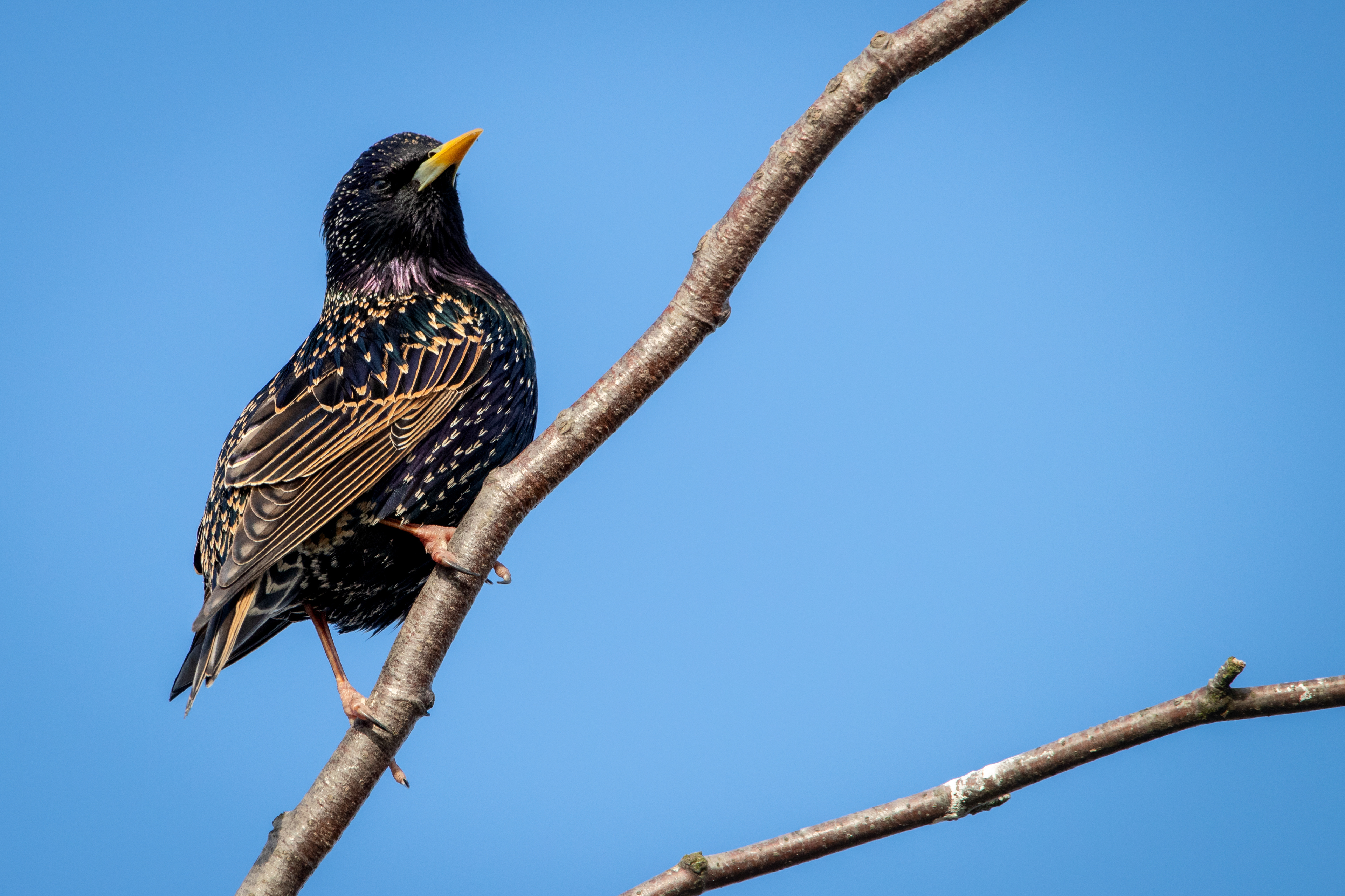 Starling