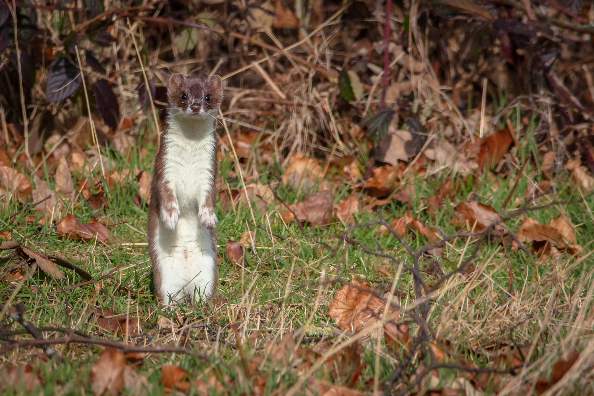 Stoat
