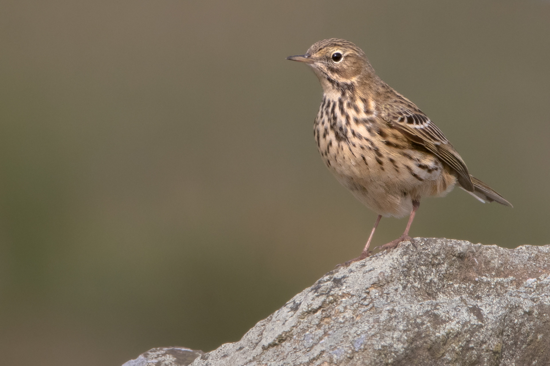Meadow Pipit