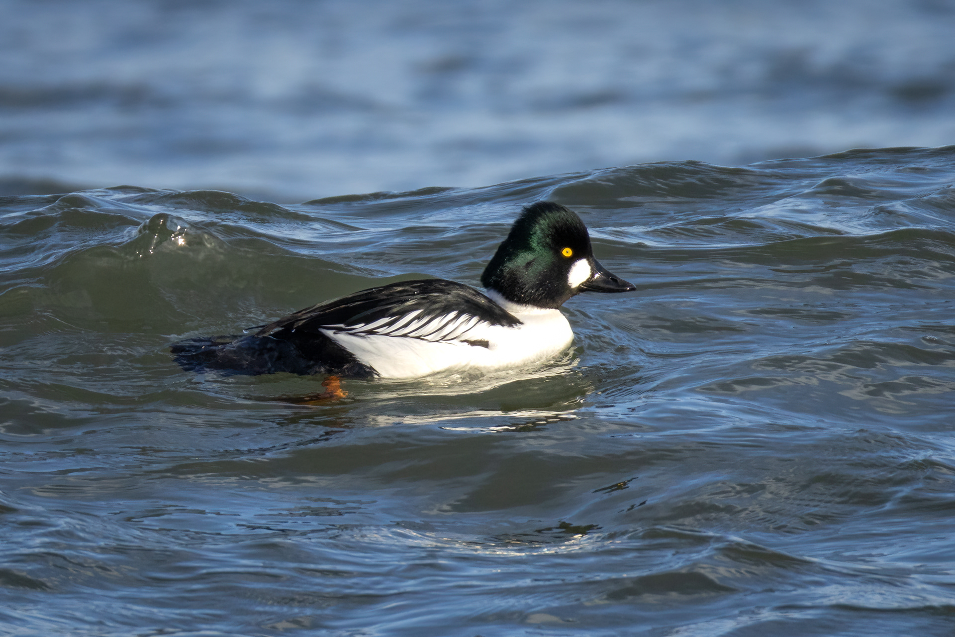 Goldeneye (Male)