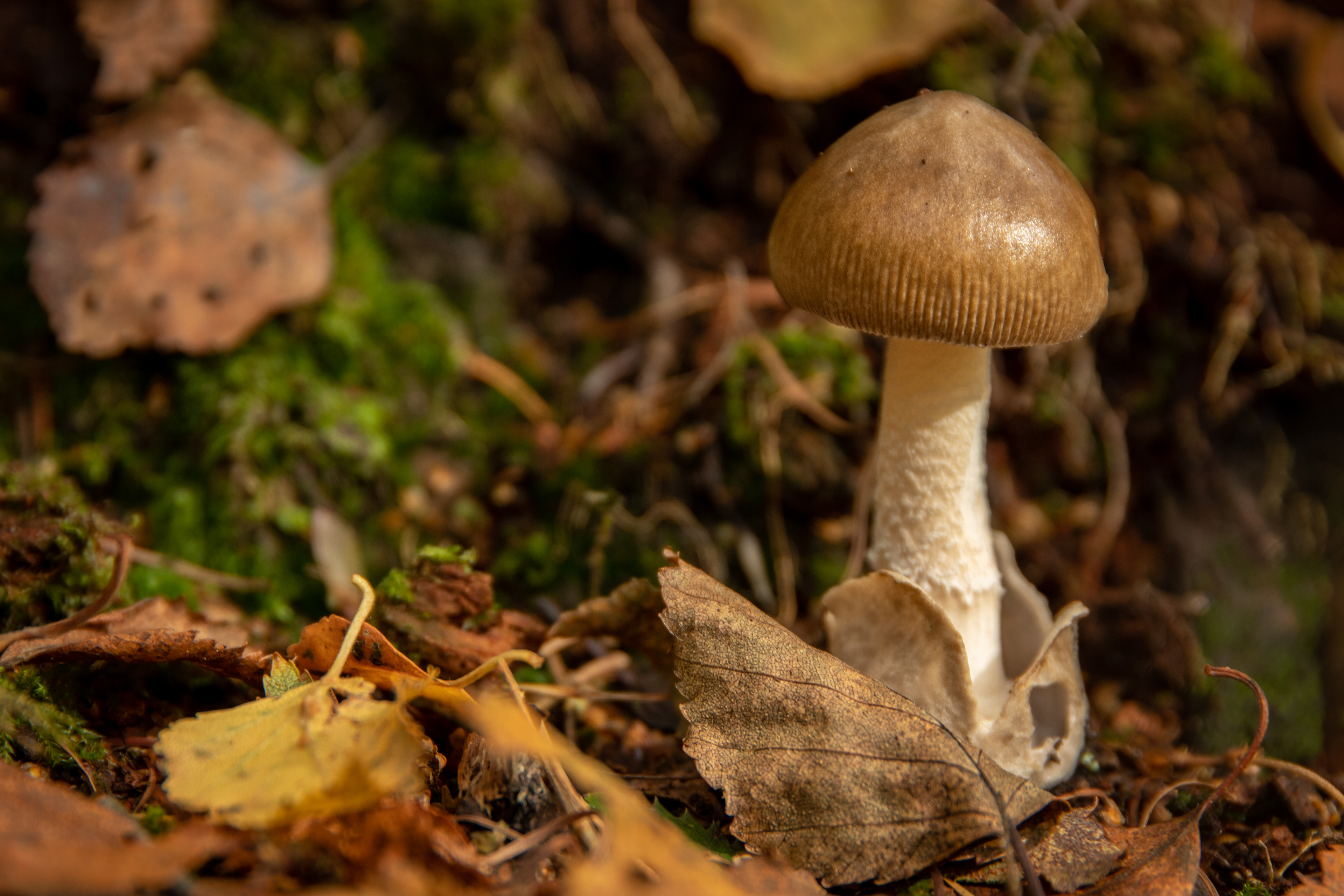 Tawny Grisette